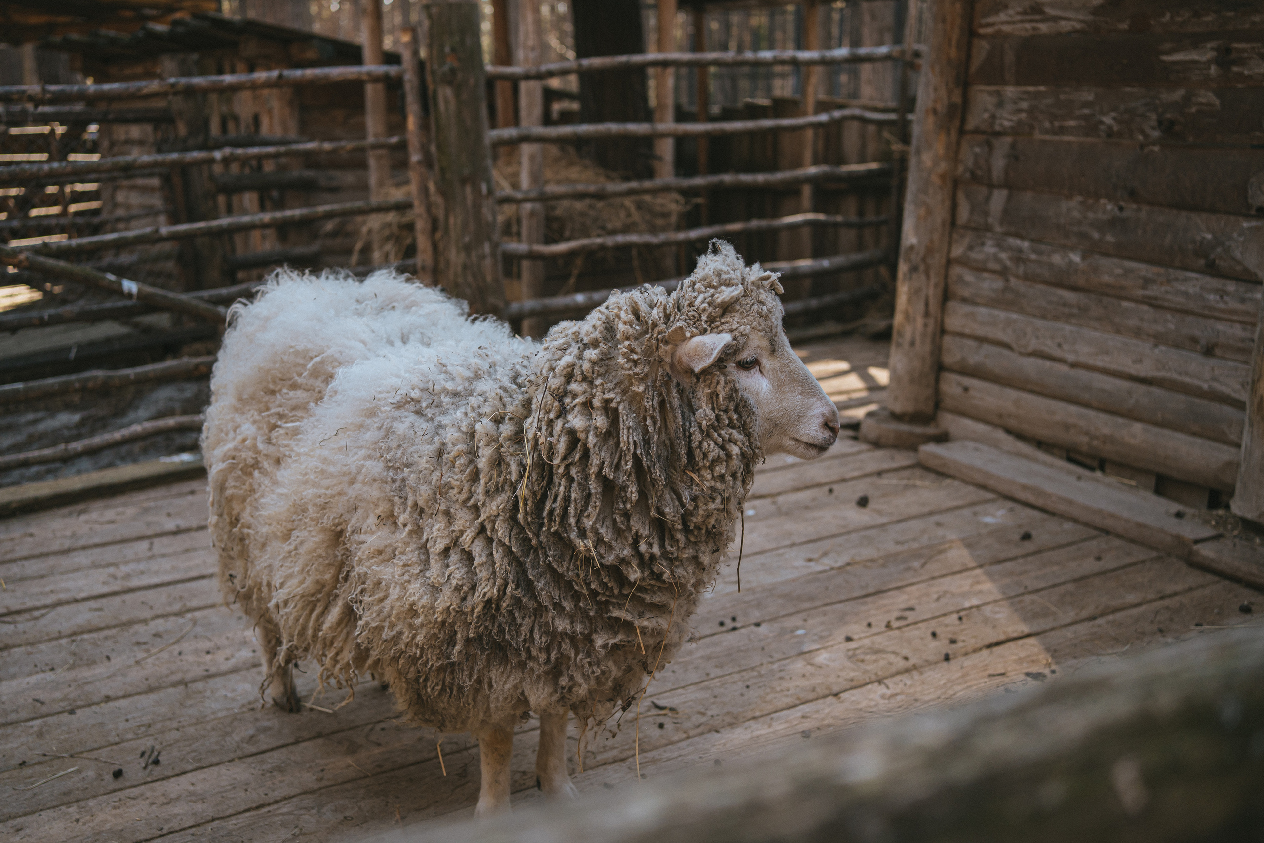Всероссийская обучающая стажировка АВЦ в Кузбассе | 2022 | Кем-Белово-Новокуз