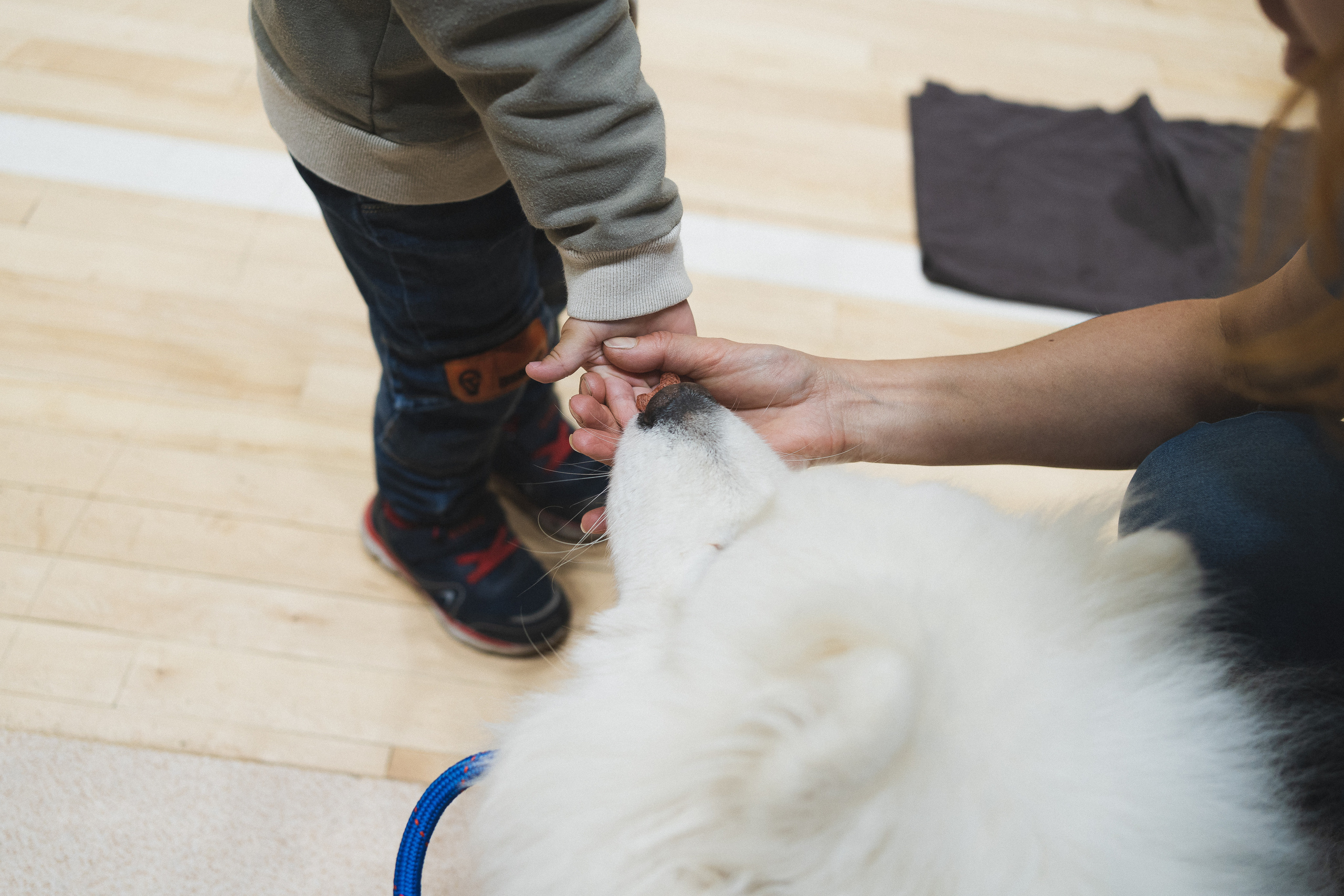 Семейный праздник «Доктор пес & компания» | 2022