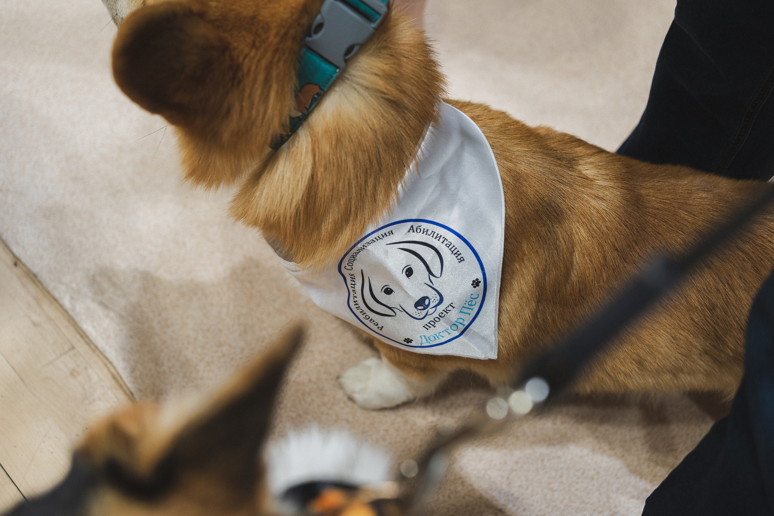 Семейный праздник «Доктор пес & компания» | 2022