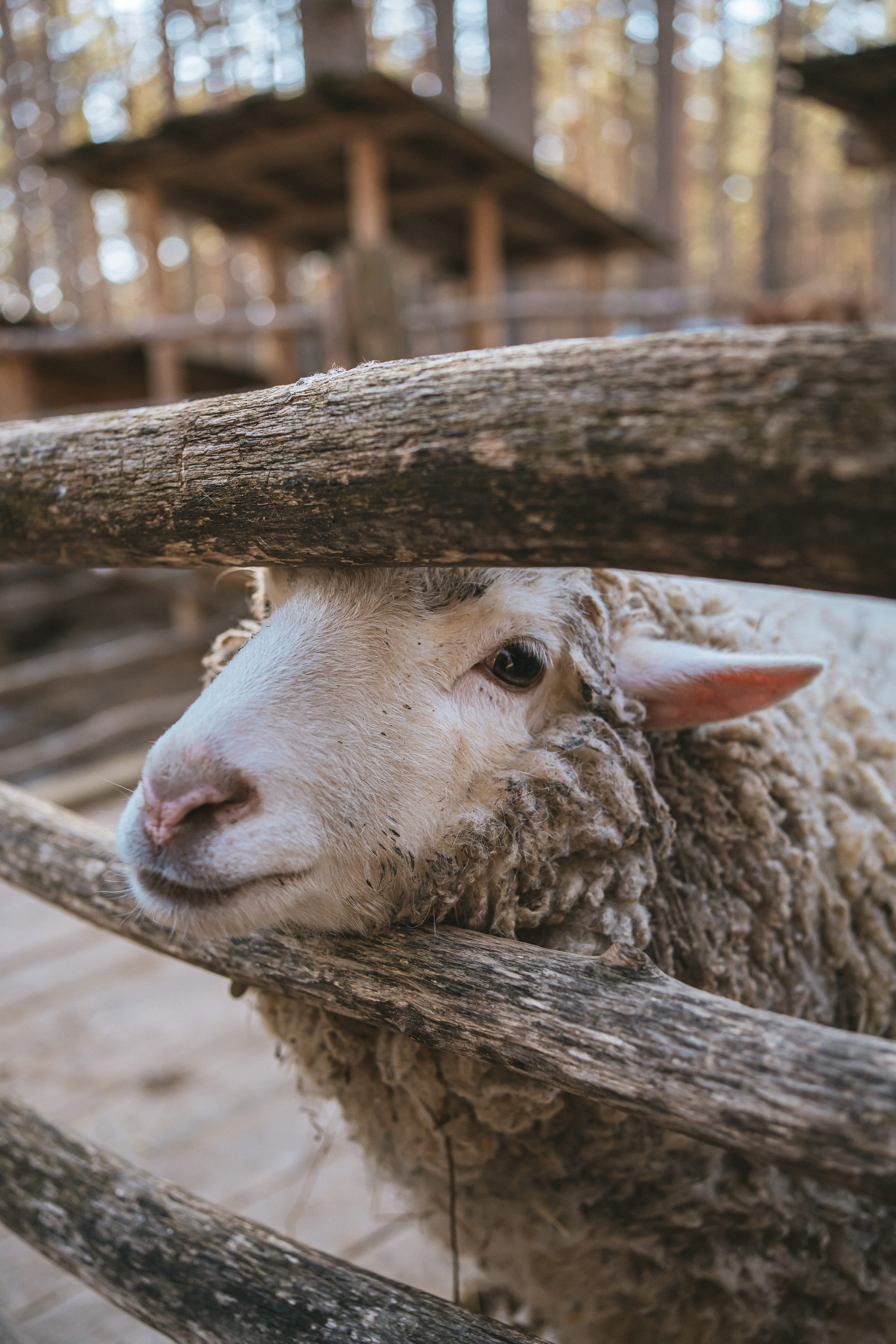 Всероссийская обучающая стажировка АВЦ в Кузбассе | 2022 | Кем-Белово-Новокуз