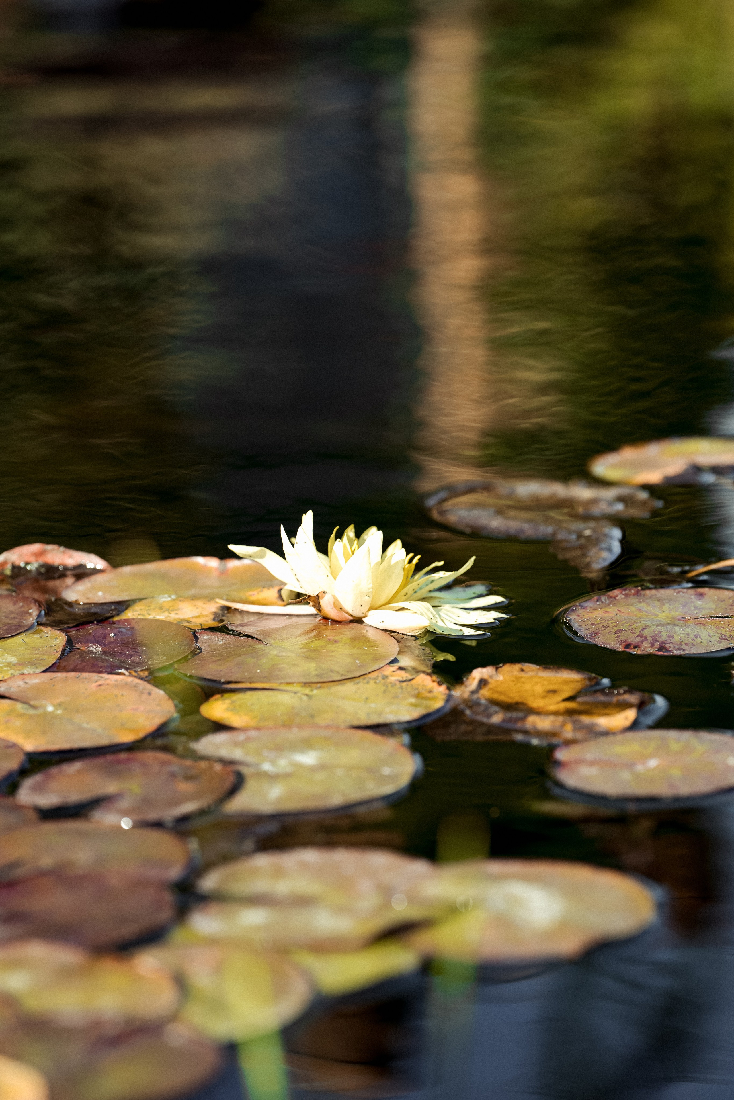 Влад |Диана. Свадебный фотограф в Ростове-на-Дону Саша Филатова