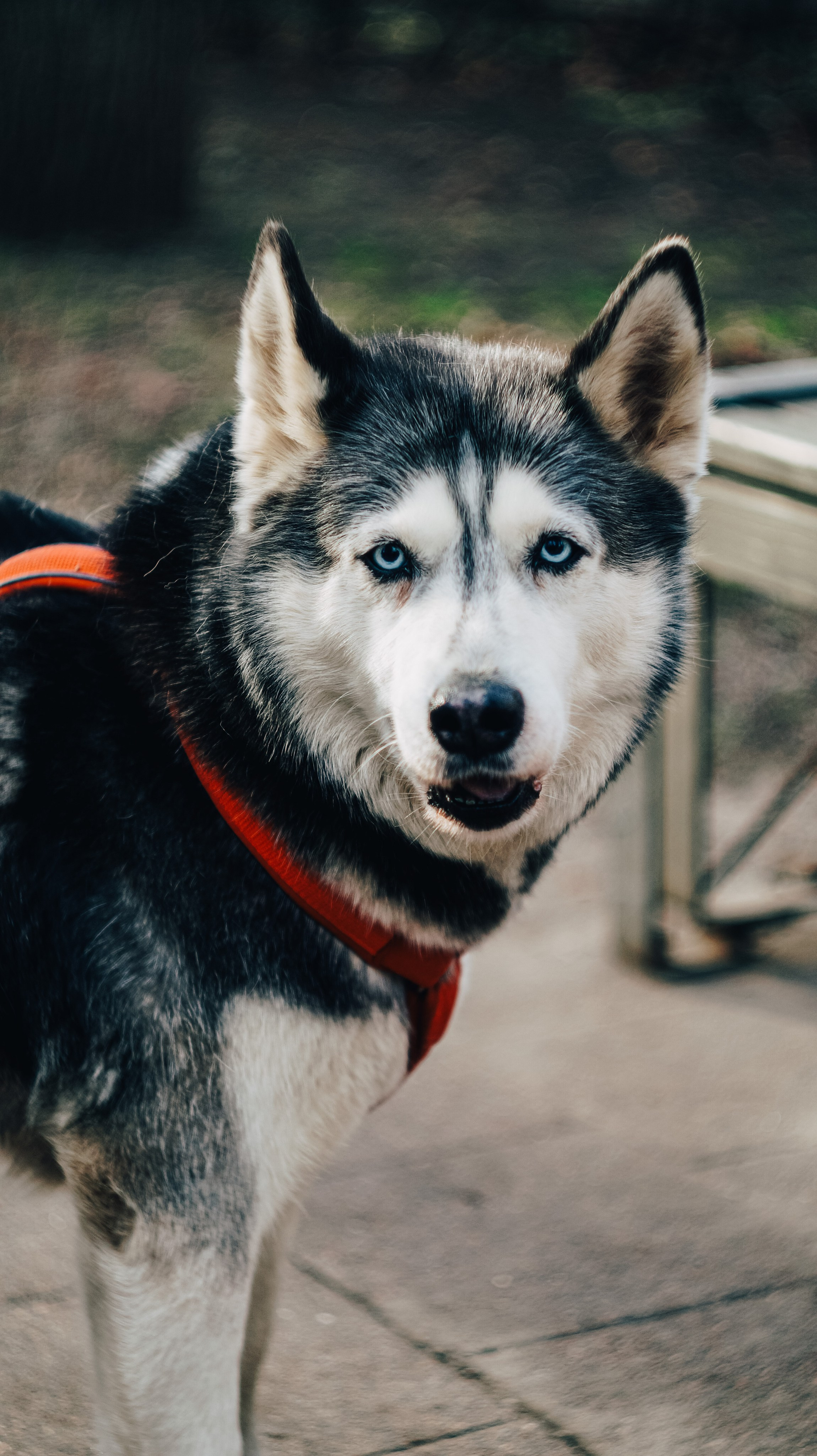 Dogs street. Профессиональный фотограф