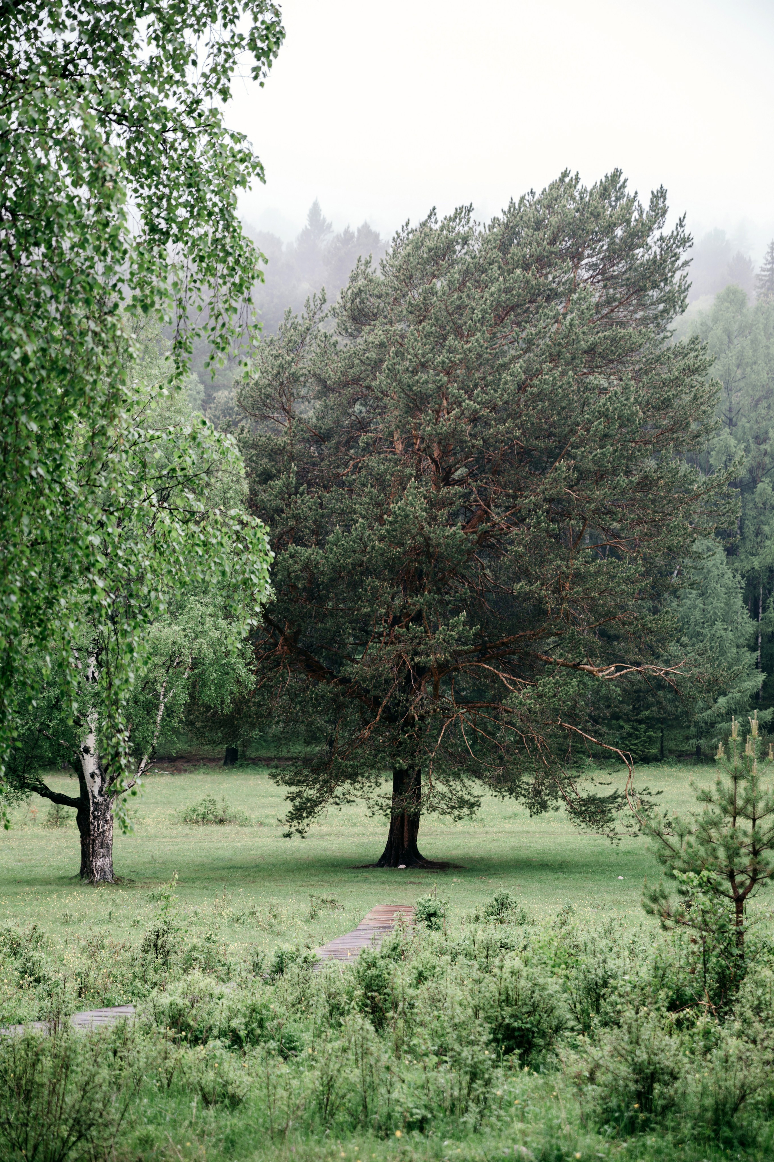 Дмитрий и Екатерина. Свадебный фотограф Иркутск, репортажный фотограф Иркутск