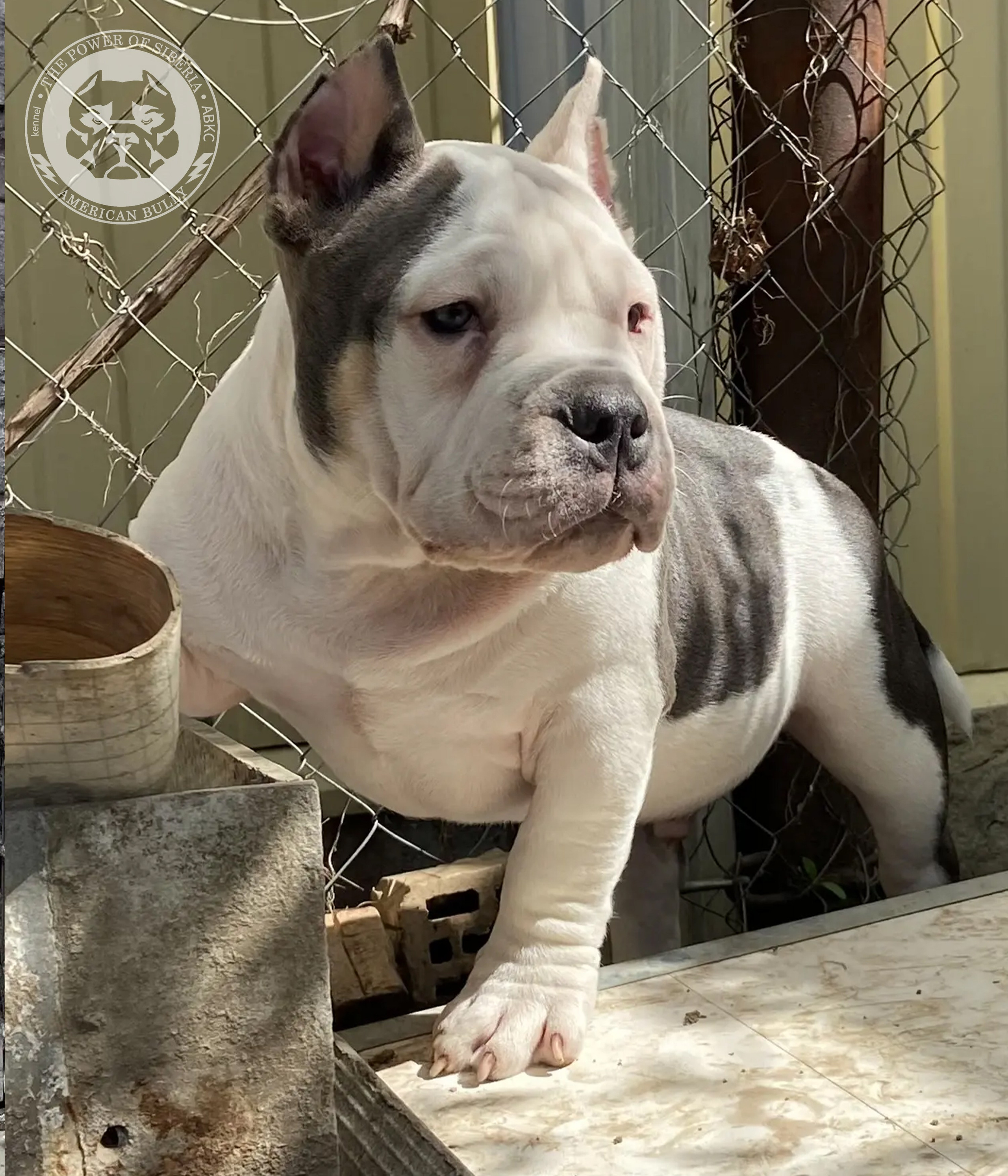 Свободные щенки Американский Булли, в типах покет, классик, стандарт. Американский Булли в г. Ростов-на-Дону. Питомник THE POWER OF SIBERIA