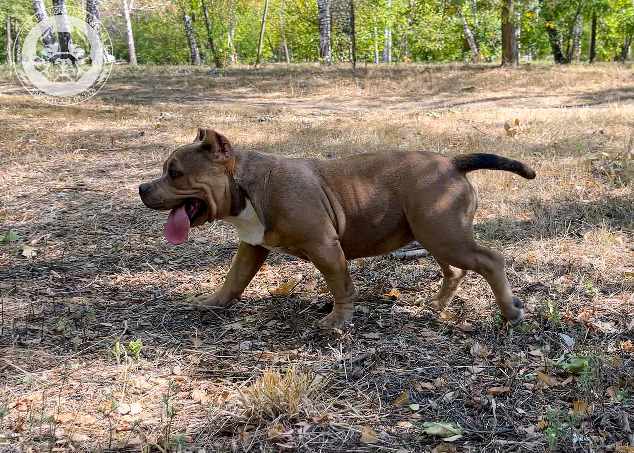 Помет Каспер и Тагира. 21.04.25. Американский Булли в г. Ростов-на-Дону. Питомник THE POWER OF SIBERIA