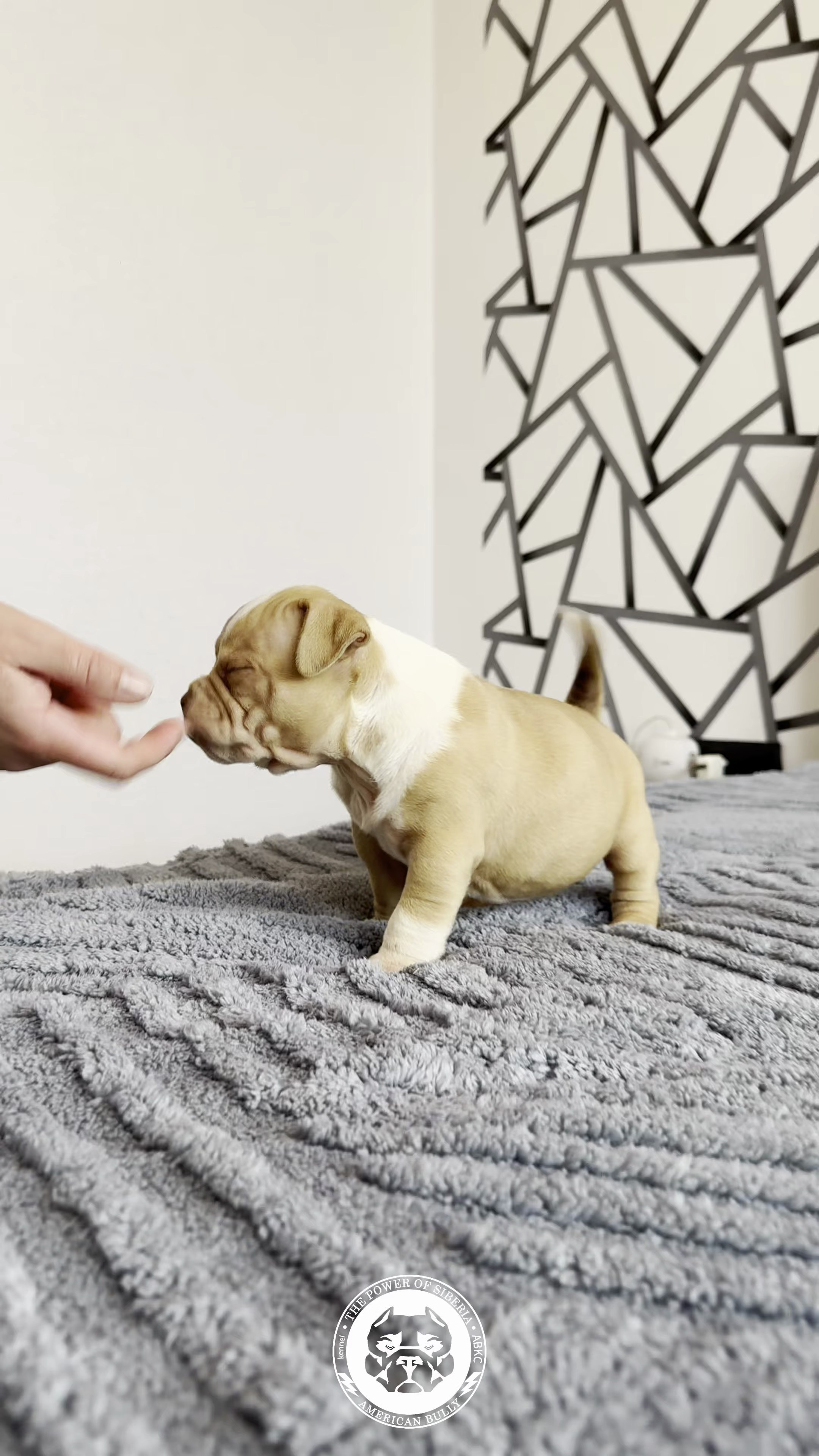 Свободные щенки Американский Булли, в типах покет, классик, стандарт. Американский Булли в г. Ростов-на-Дону. Питомник THE POWER OF SIBERIA