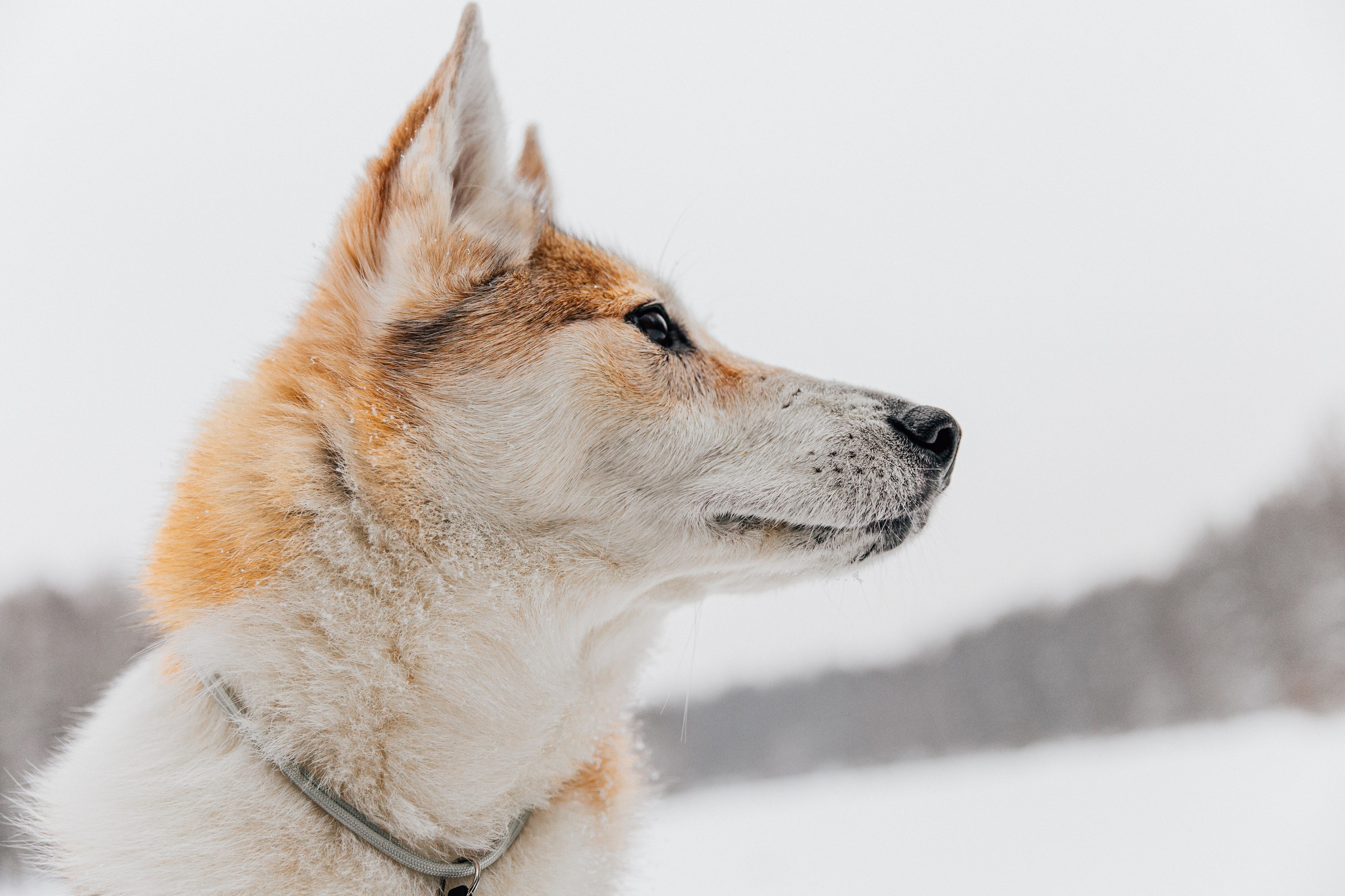 Леня и Лея. Фотограф-анималист в Москве Соломонова Варвара