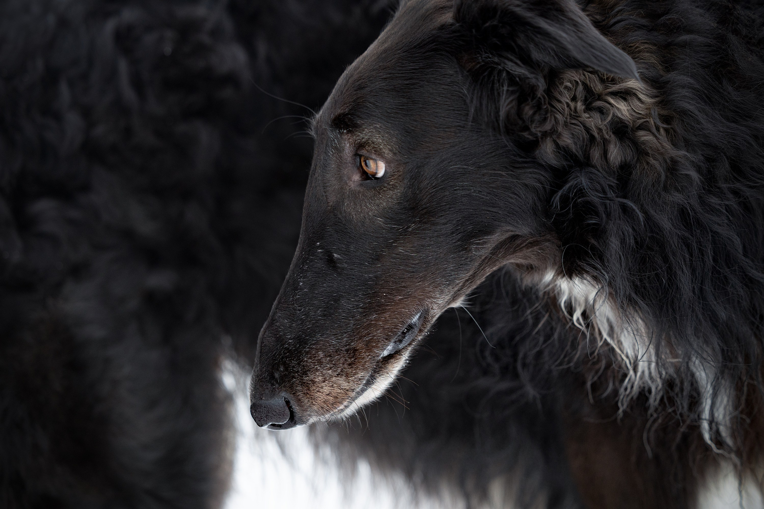 Катя и Гримм. Мои работы