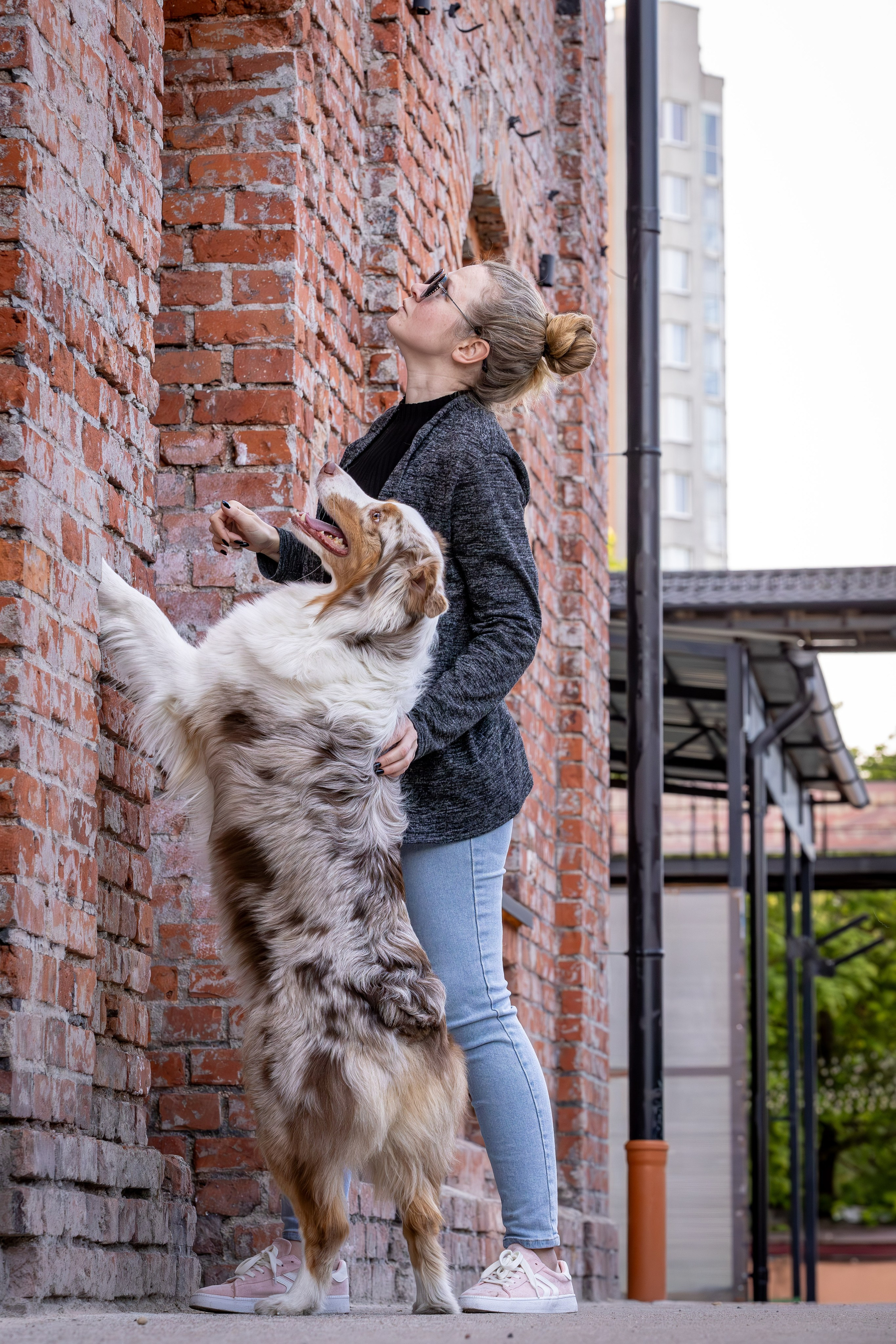 Полли, Австралийская Овчарка. Ирина Голомб|Фотограф-анималист в  Сочи и Калининграде