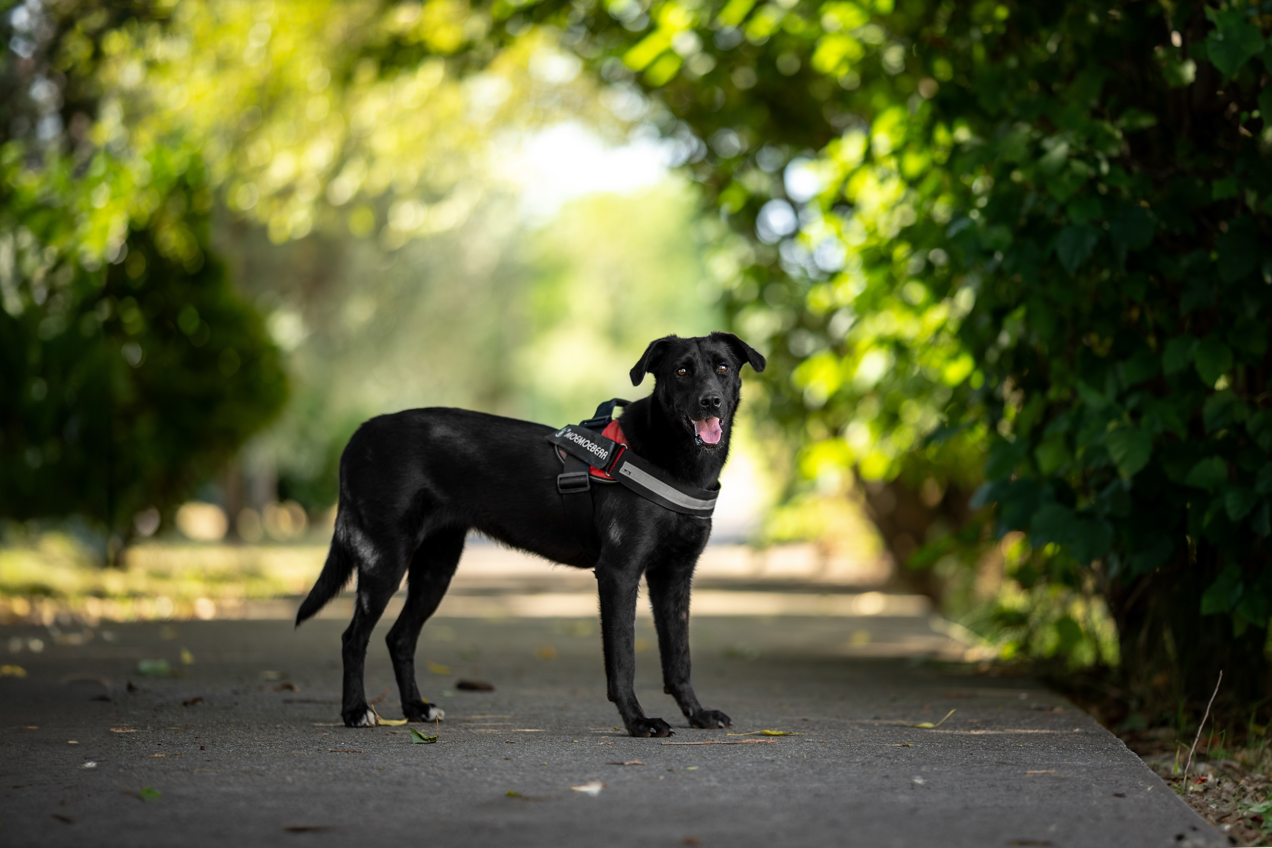 Кураторские питомцы Сириус. Ирина Голомб|Фотограф-анималист в  Сочи и Калининграде