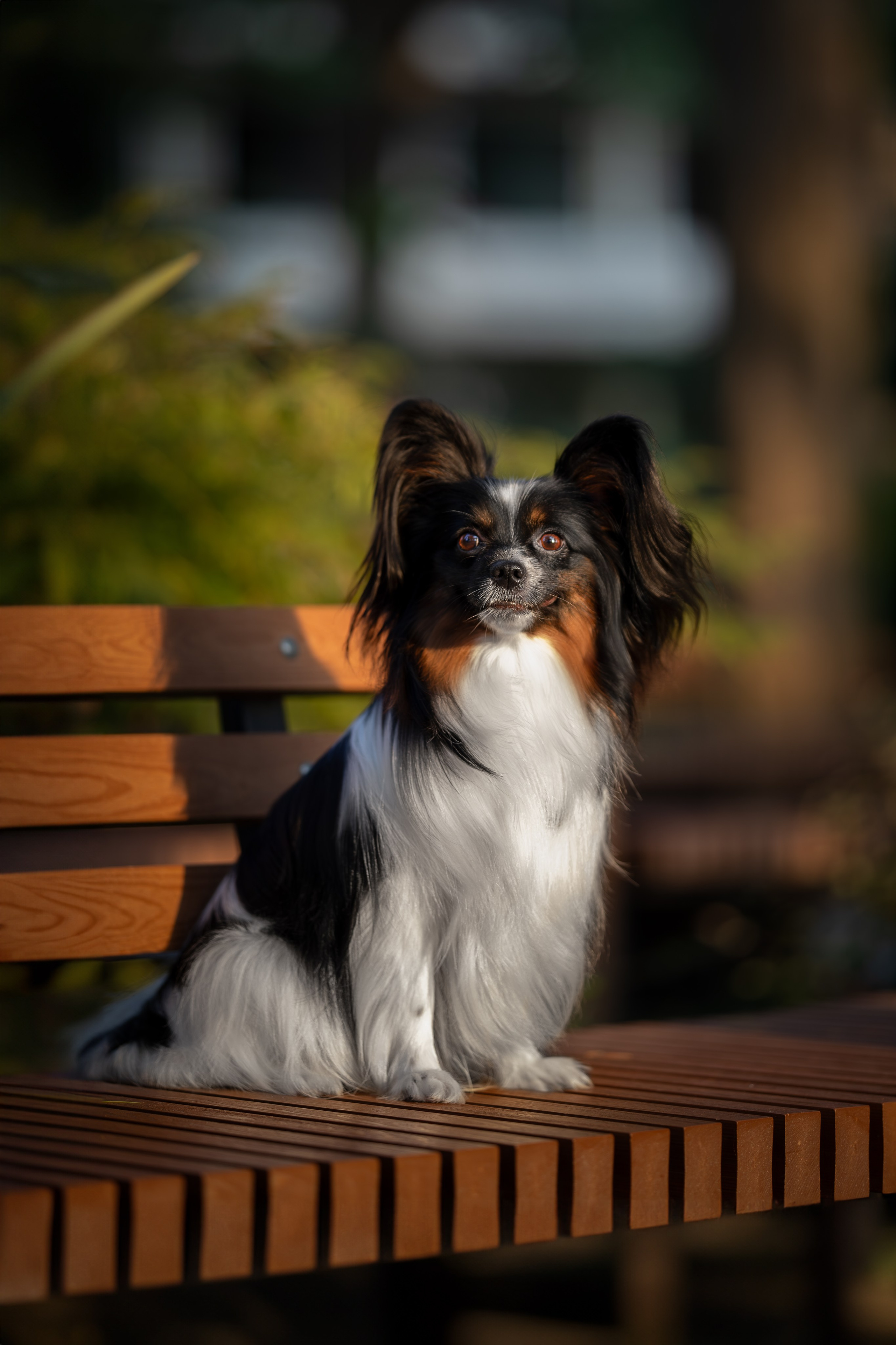 Бэйли, Папийон. Ирина Голомб|Фотограф-анималист в  Сочи и Калининграде