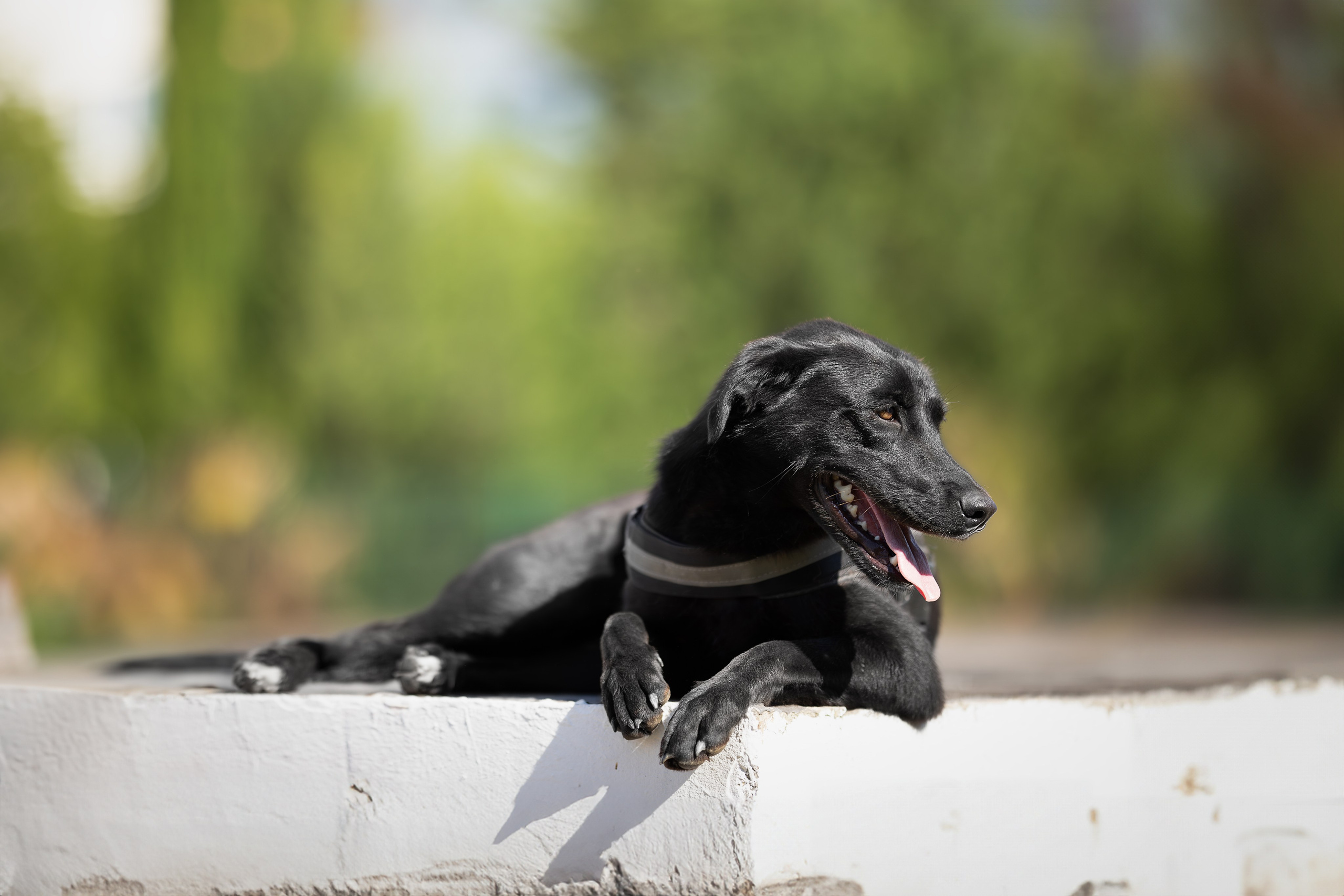 Кураторские питомцы Сириус. Ирина Голомб|Фотограф-анималист в  Сочи и Калининграде