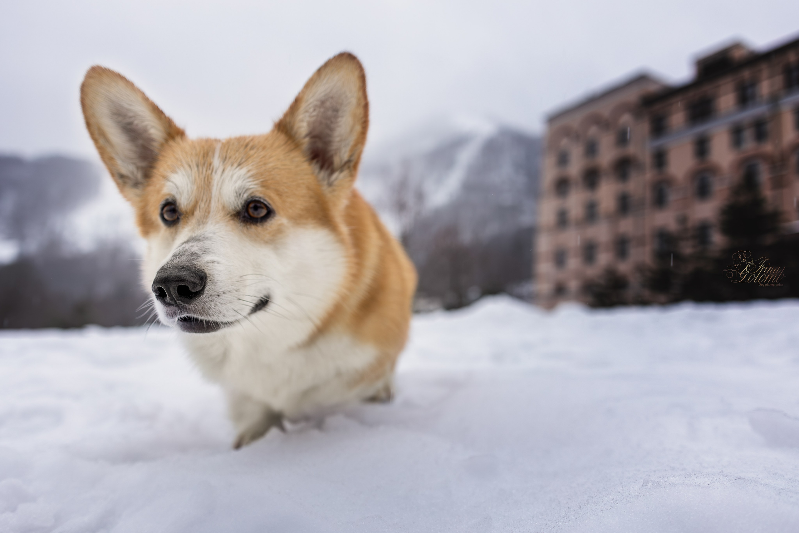 Гай, Корги-Пемброк. Ирина Голомб|Фотограф-анималист в  Сочи и Калининграде