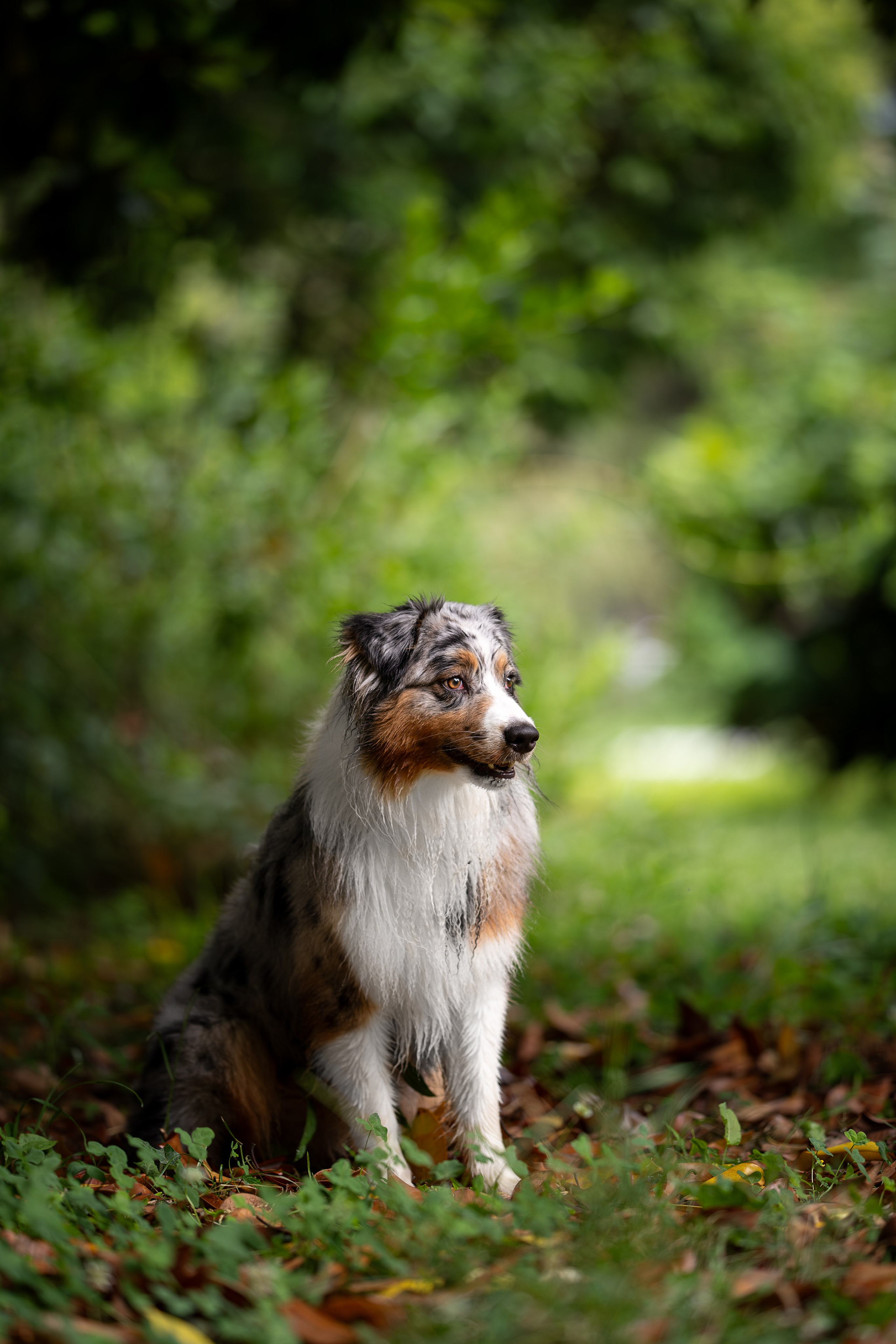 Вэш, австралийская овчарка. Ирина Голомб|Фотограф-анималист в  Сочи и Калининграде