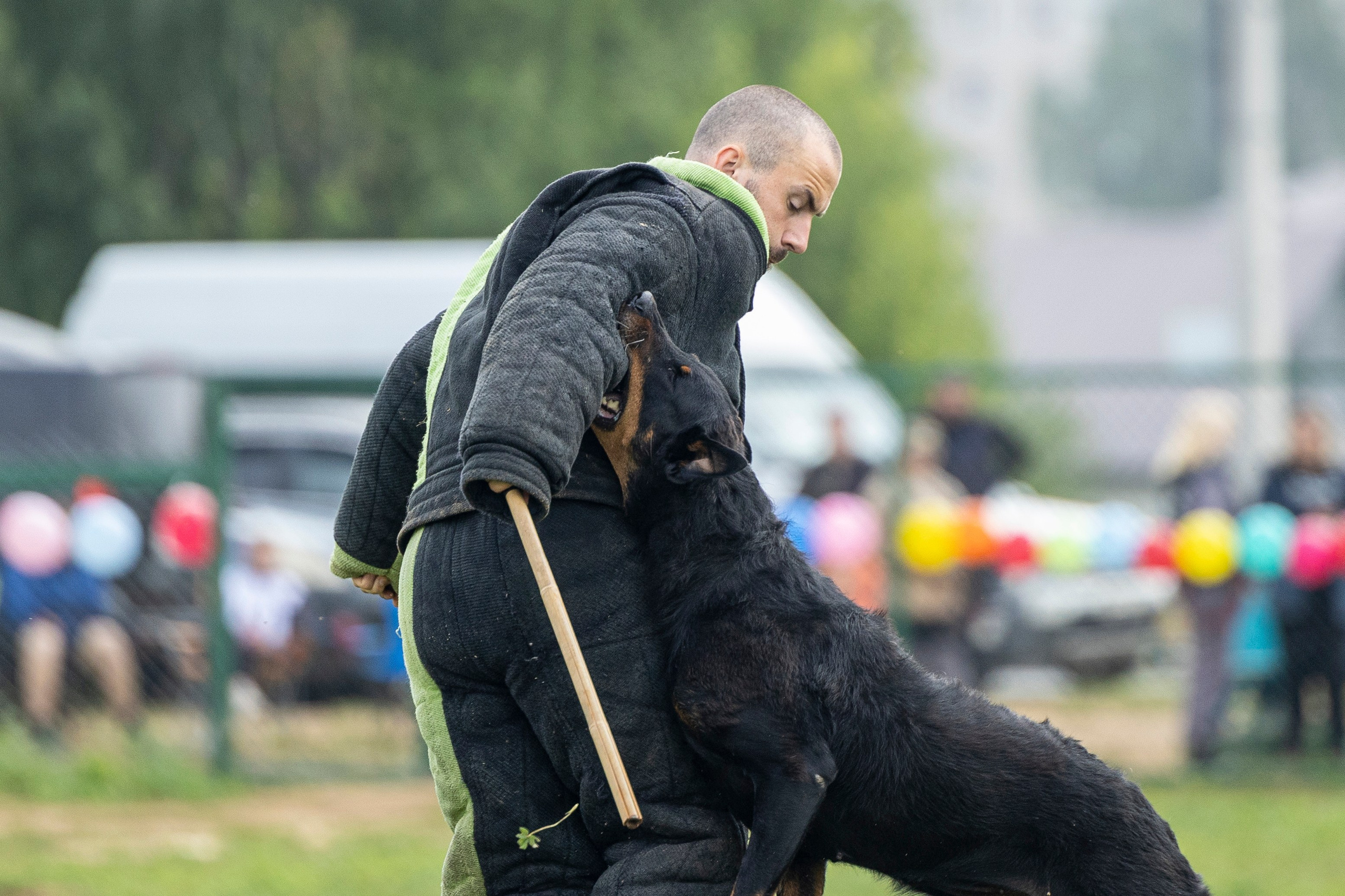 Соревнования по Мондьорингу г. Вологда 10-11.08.2024. Фотограф-анималист Анна Маринич