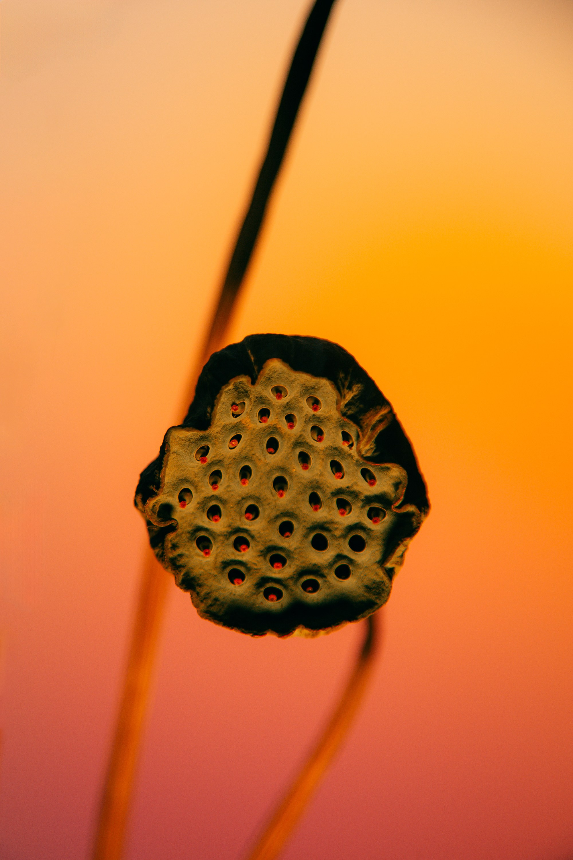 ЦВЕТНОЙ СВЕТ. Фотограф Оля Батист