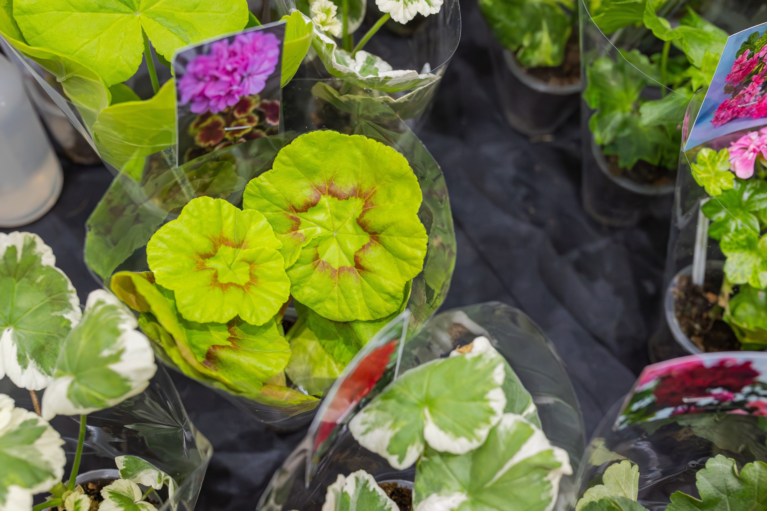 Монстериум апрель 2026. Александра Куликова фотограф, Москва