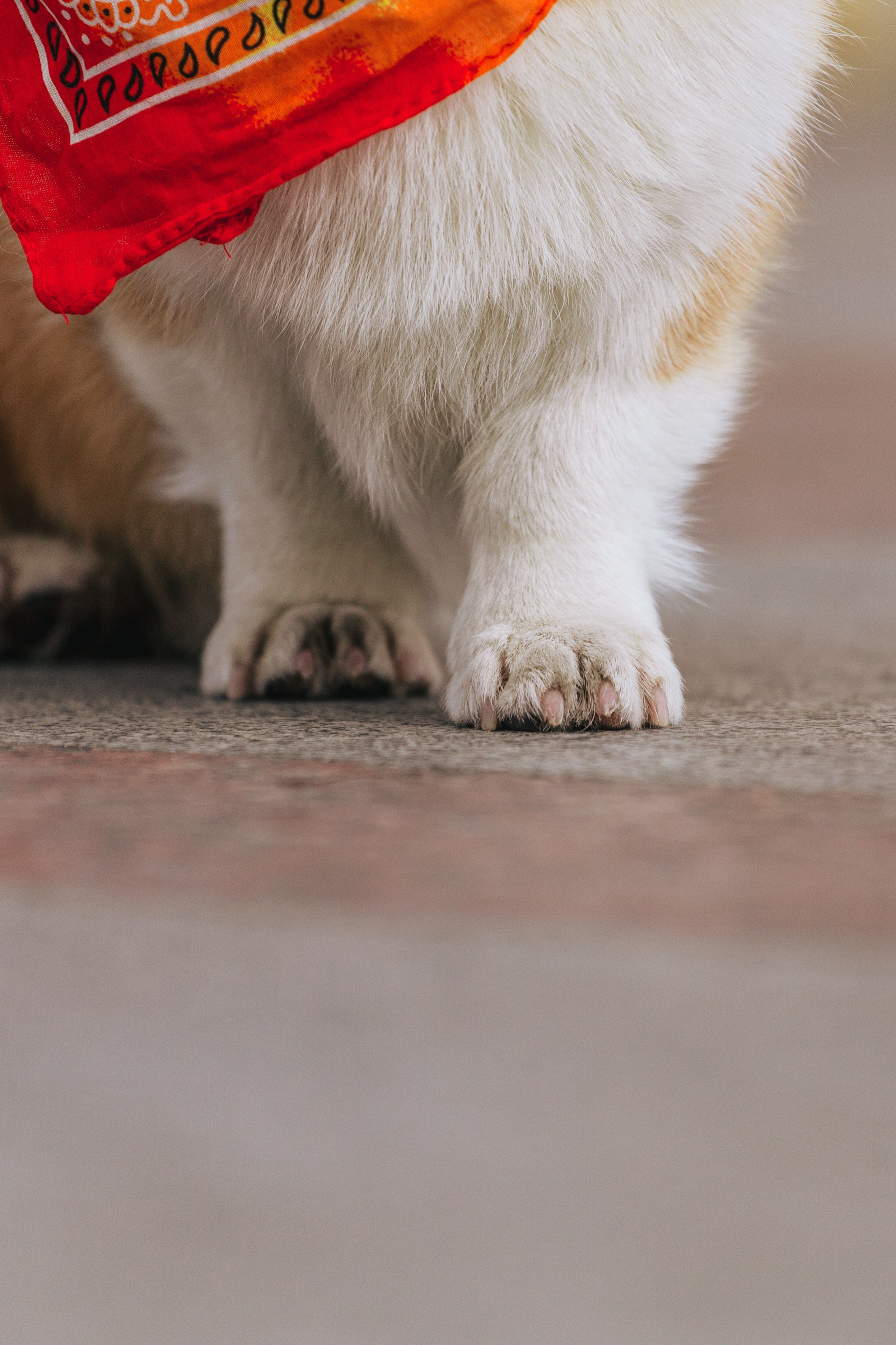 Андреевский мост. Фотограф-анималист Татьяна Степанова