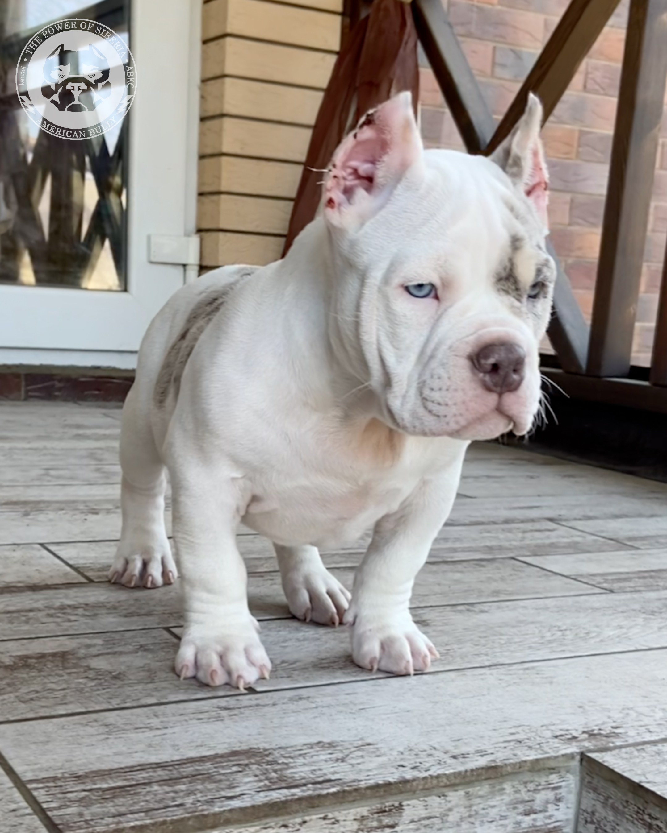 Свободные щенки Американский Булли покет. Американский Булли в г. Ростов-на-Дону. Питомник THE POWER OF SIBERIA