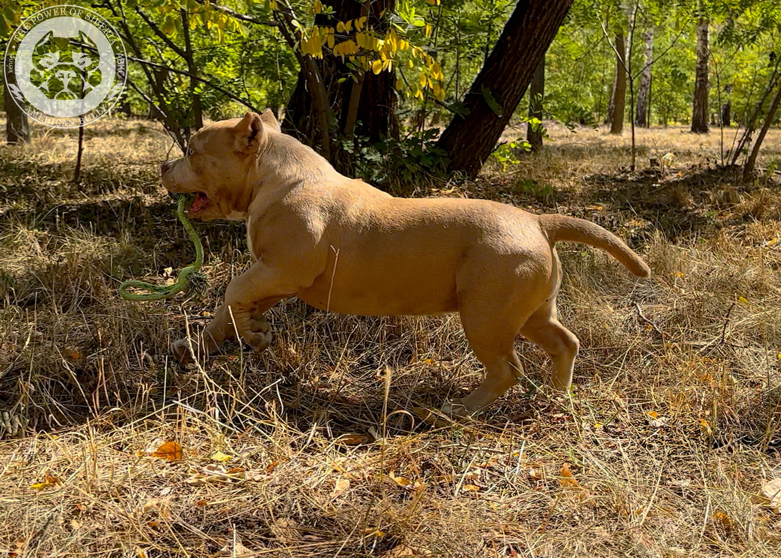 Помет Каспер и Тагира. 21.04.25. Американский Булли в г. Ростов-на-Дону. Питомник THE POWER OF SIBERIA