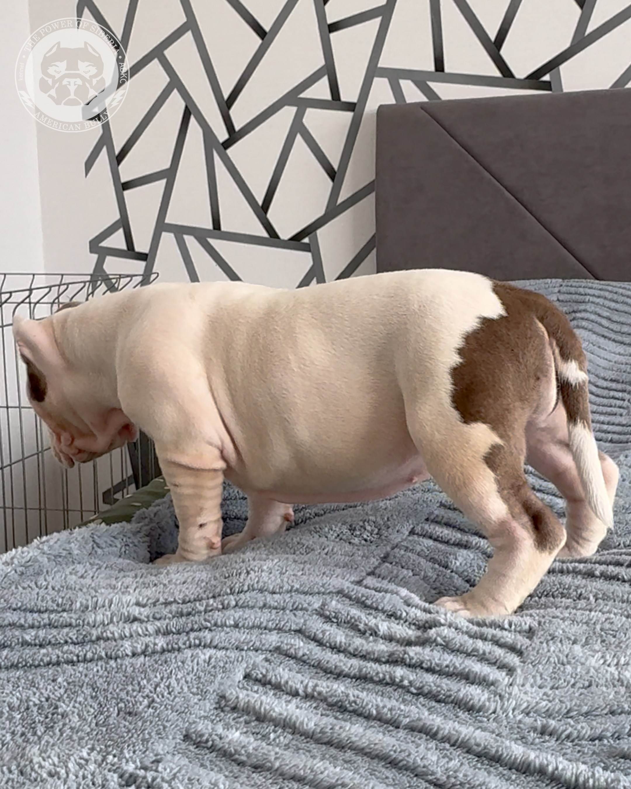 29.12.25-Терри-Локо. Американский Булли в г. Ростов-на-Дону. Питомник THE POWER OF SIBERIA