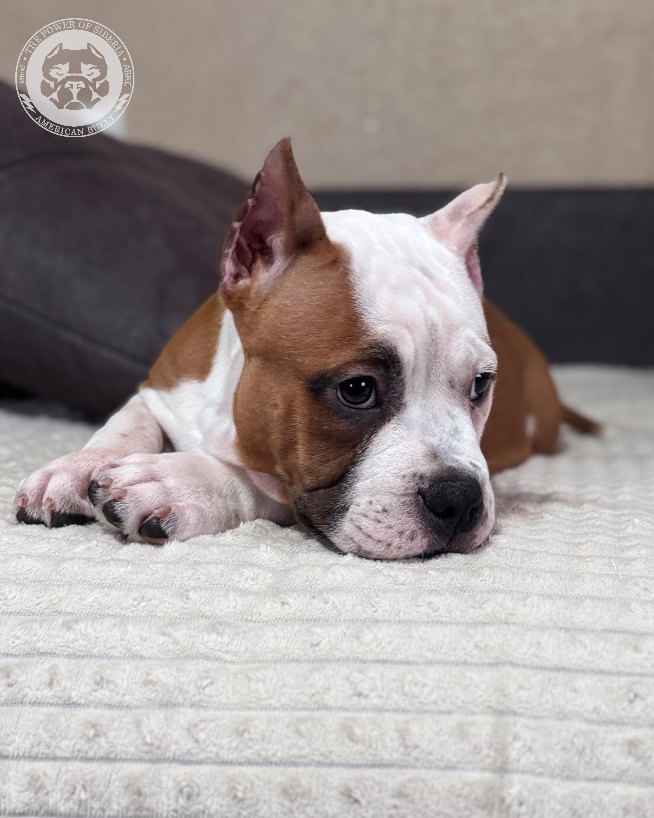 Свободные щенки Американский Булли, в типах покет, классик, стандарт. Американский Булли в г. Ростов-на-Дону. Питомник THE POWER OF SIBERIA