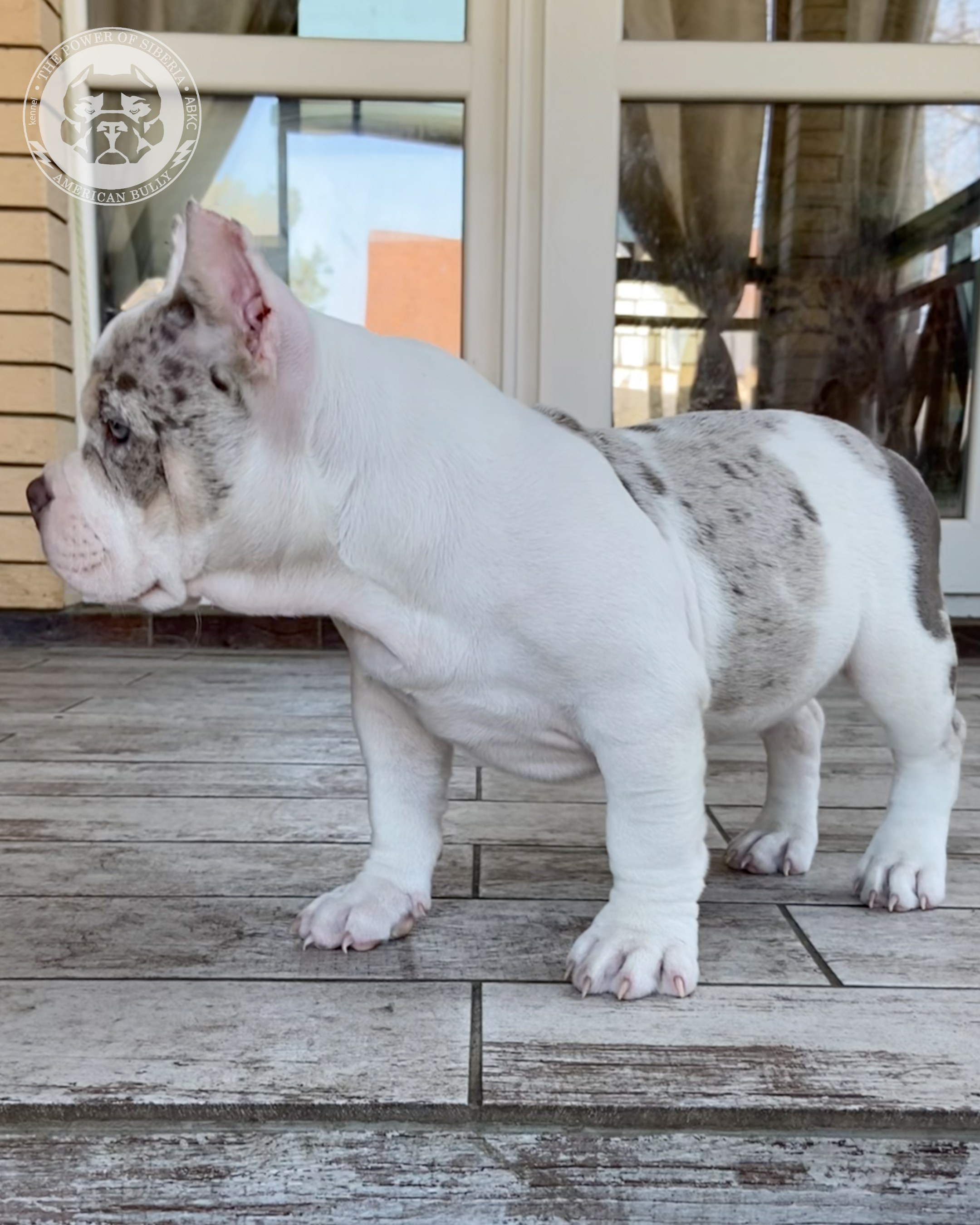 Свободные щенки Американский Булли покет. Американский Булли в г. Ростов-на-Дону. Питомник THE POWER OF SIBERIA