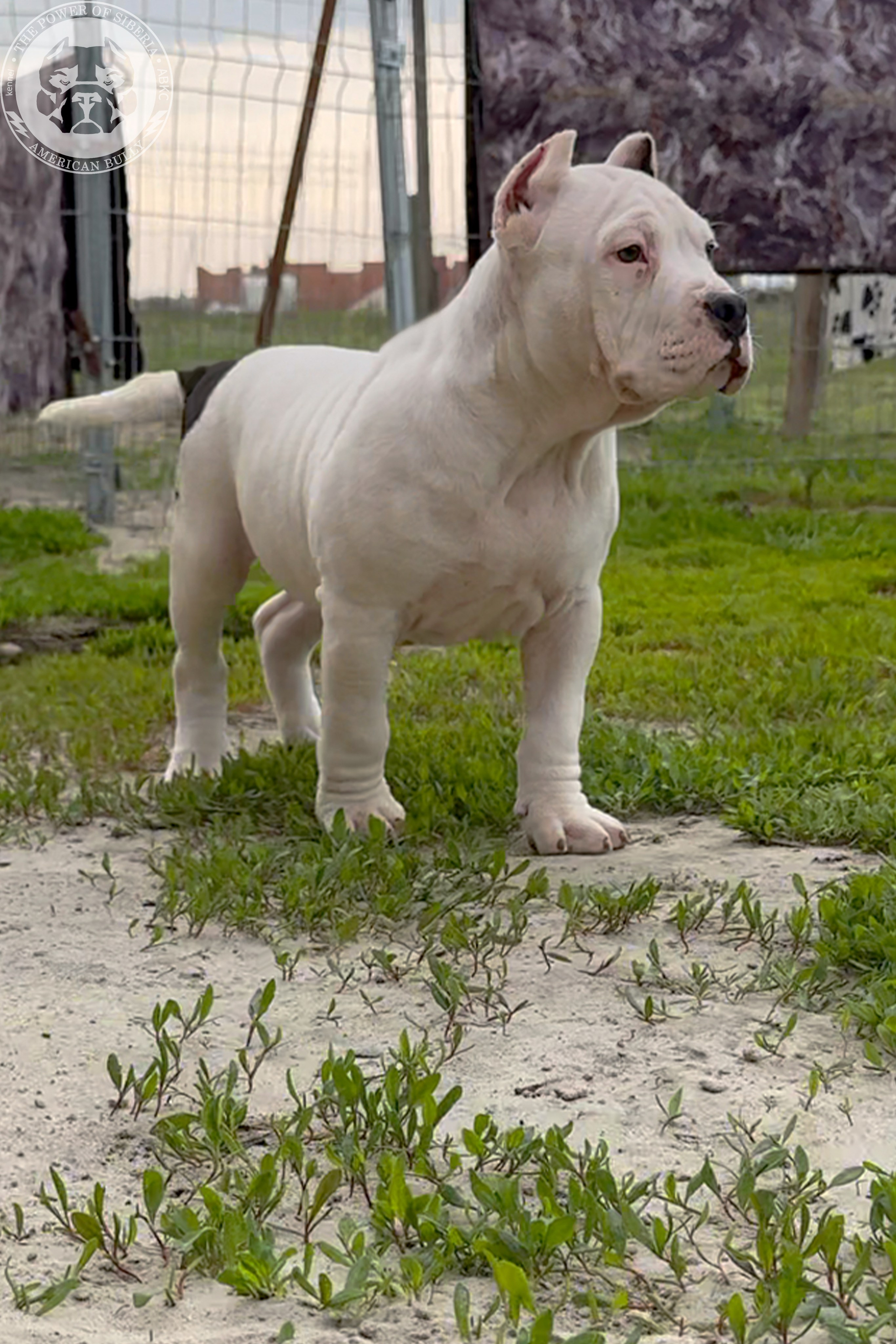 20.01.26-Рокси-Арчи. Американский Булли в г. Ростов-на-Дону. Питомник THE POWER OF SIBERIA