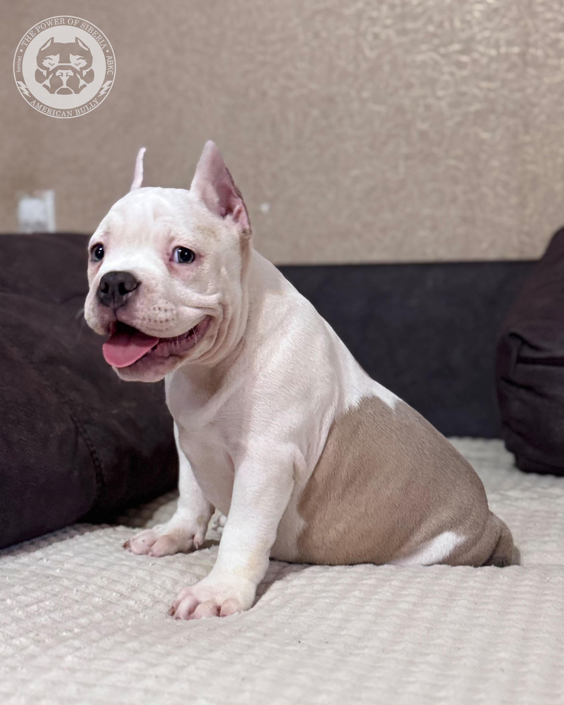 Свободные щенки Американский Булли, в типах покет, классик, стандарт. Американский Булли в г. Ростов-на-Дону. Питомник THE POWER OF SIBERIA