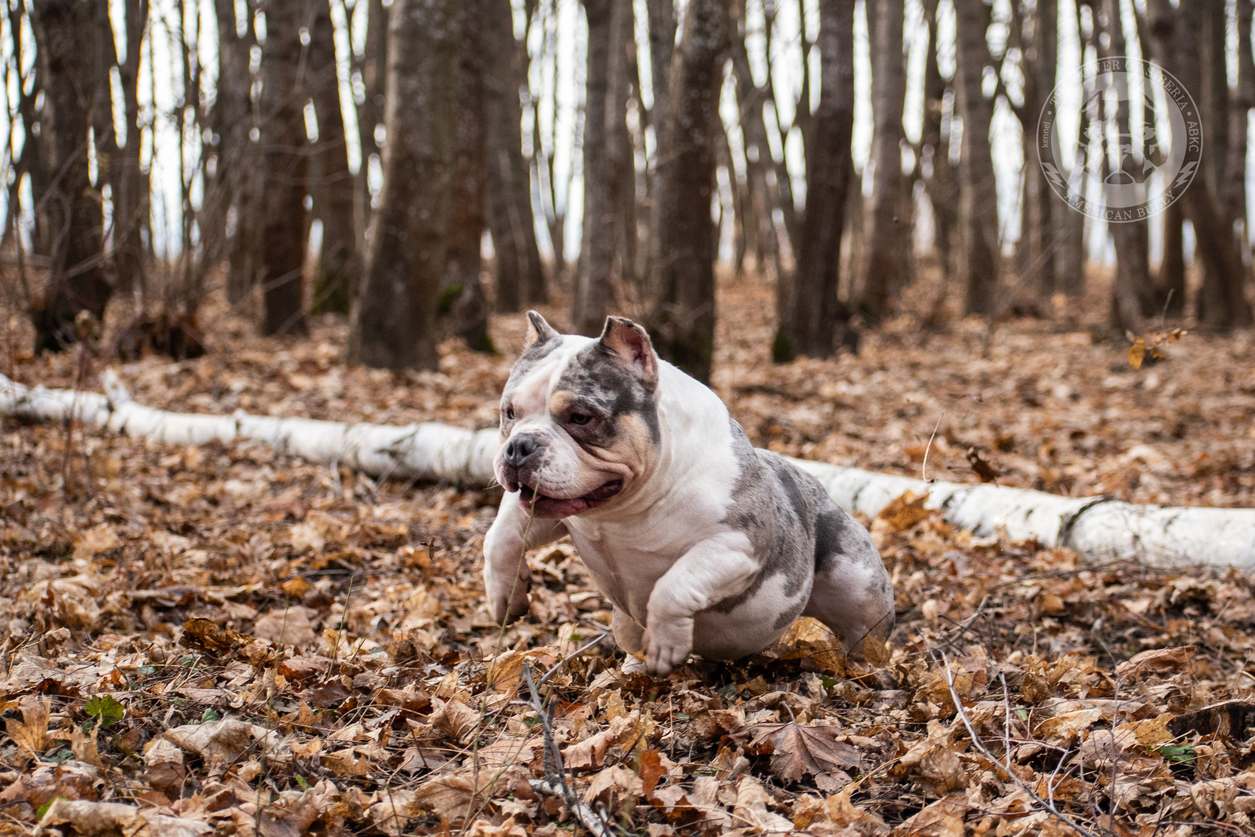 Январские фотографии Каспера (дубль). Американский Булли в г. Ростов-на-Дону. Питомник THE POWER OF SIBERIA