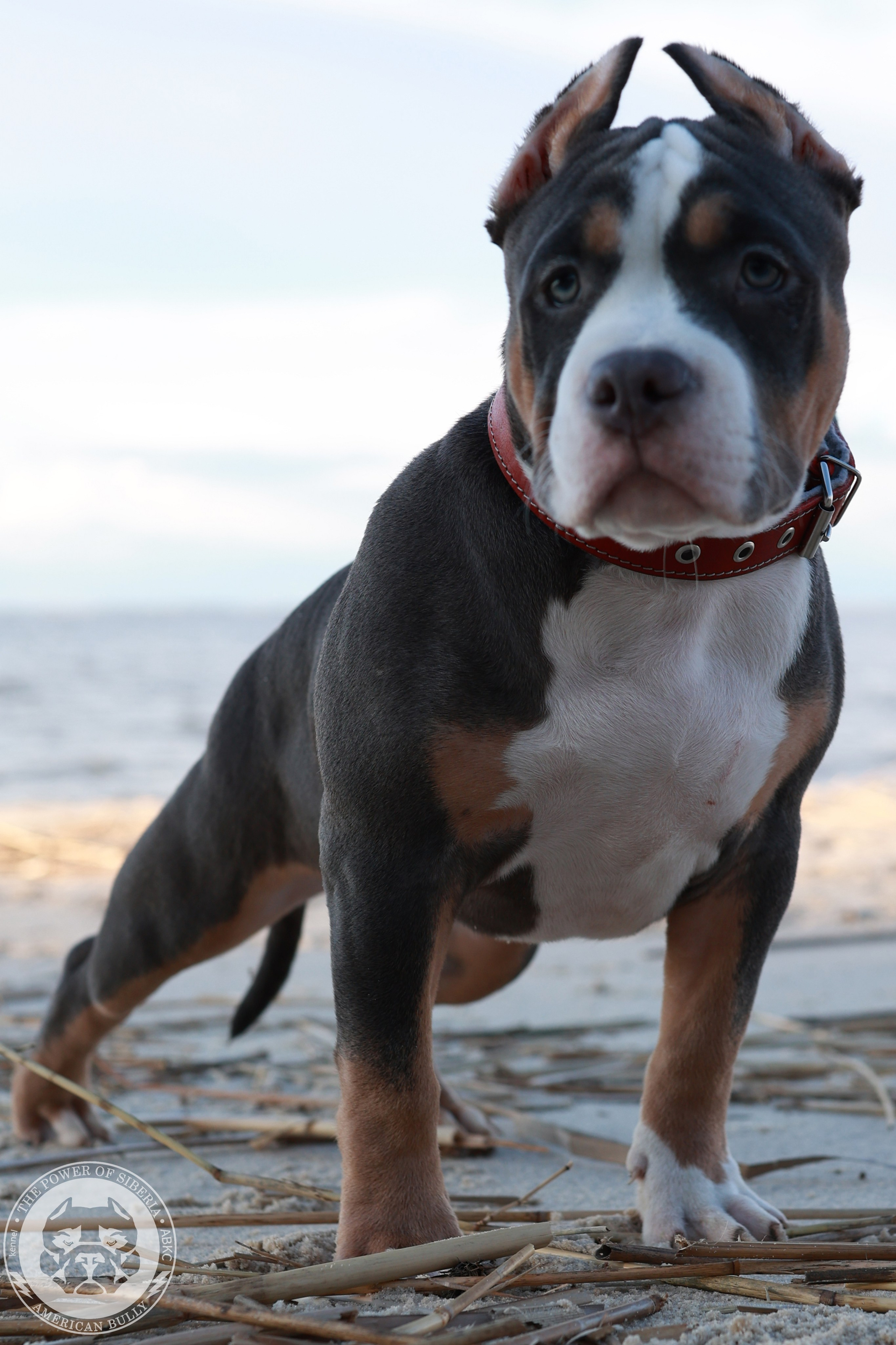 13.12.25-Мия-Турук. Американский Булли в г. Ростов-на-Дону. Питомник THE POWER OF SIBERIA