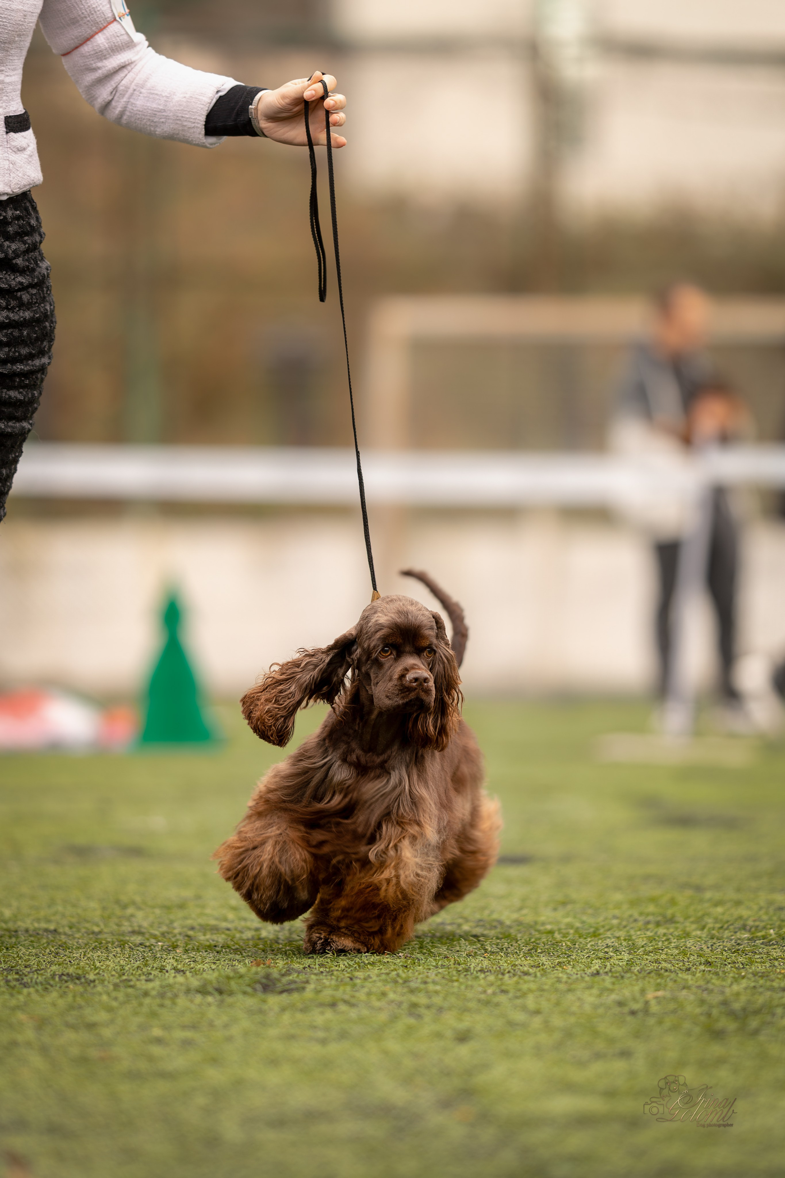 Выставка 17.12.23. Ирина Голомб|Фотограф-анималист в  Сочи и Калининграде