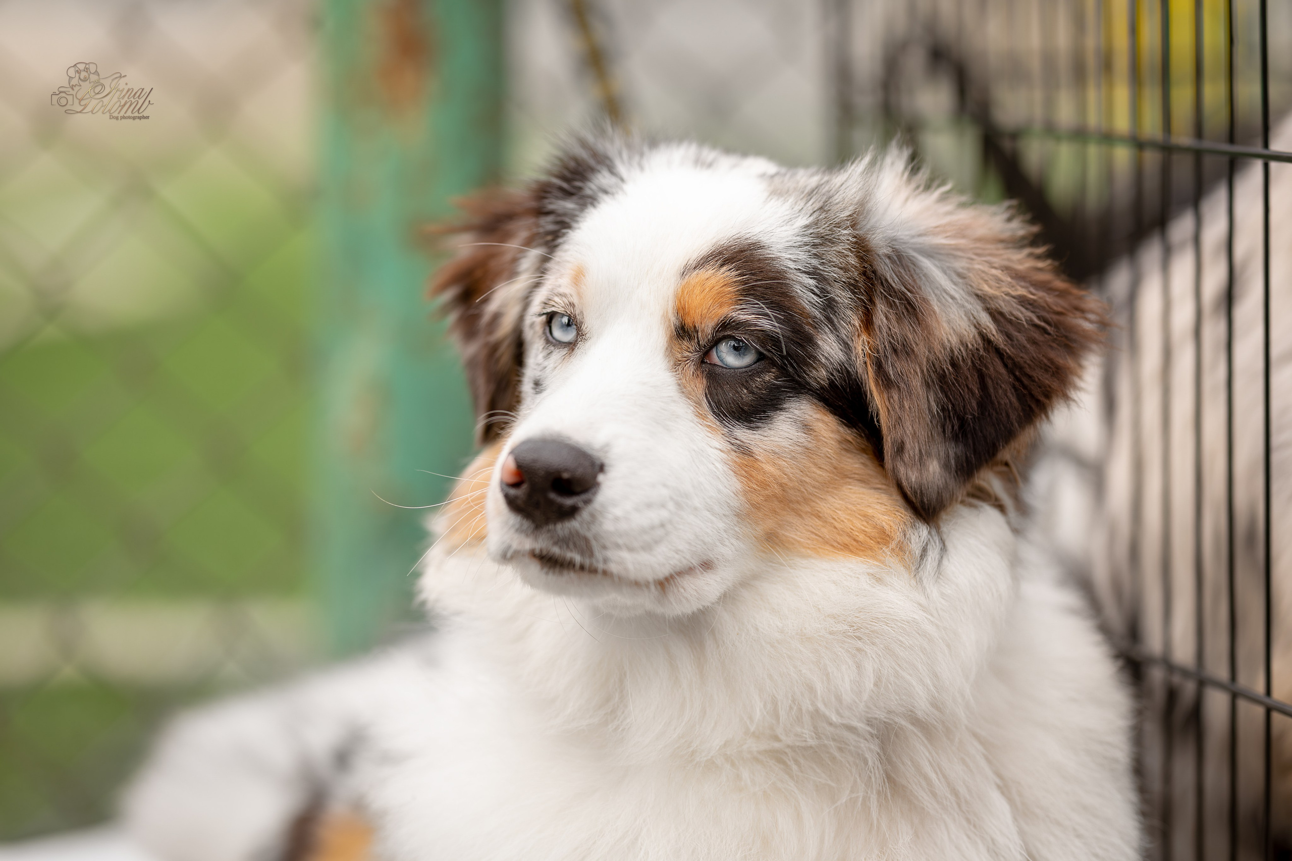 Выставка 17.12.23. Ирина Голомб|Фотограф-анималист в  Сочи и Калининграде