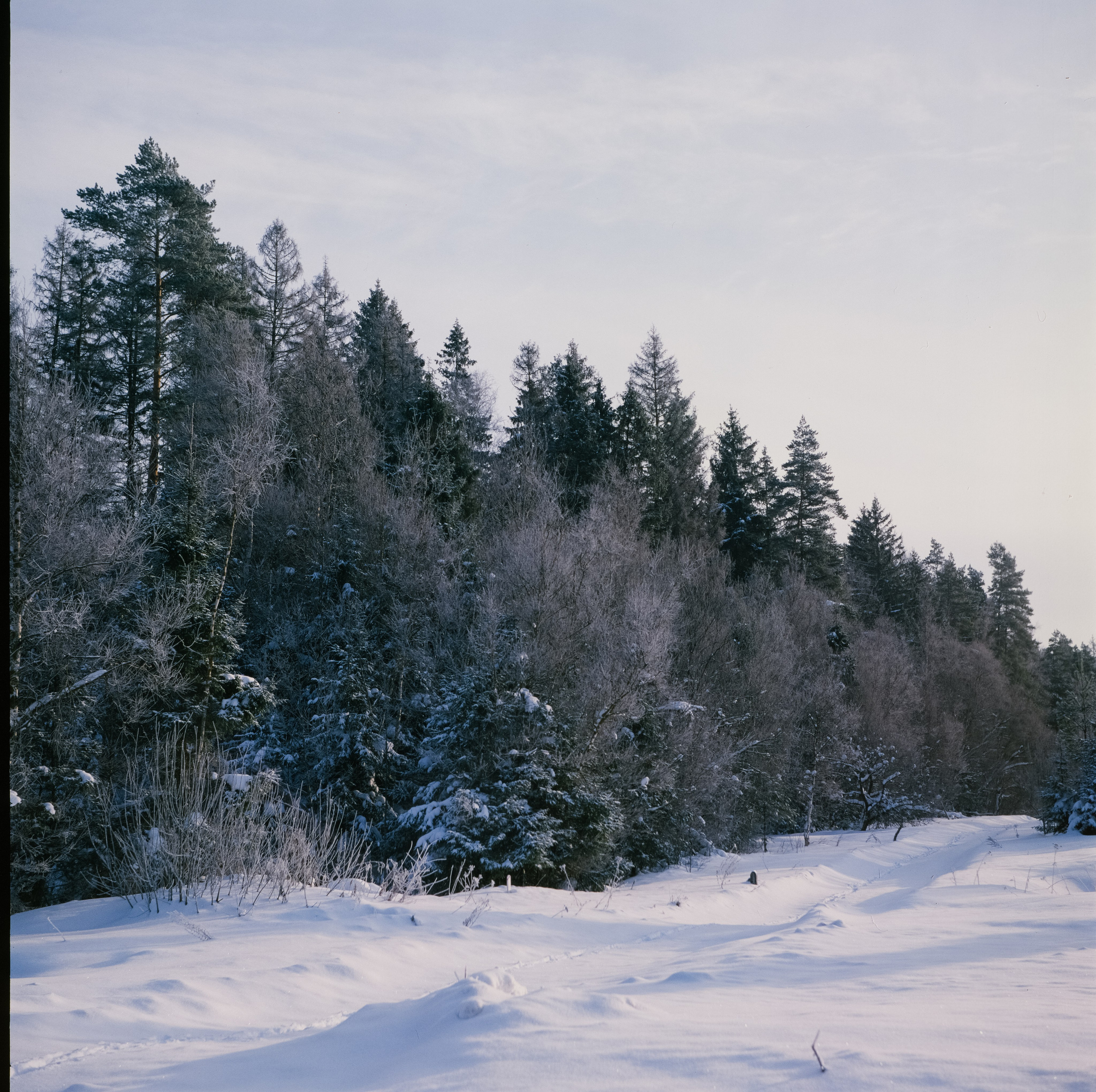 Koniflex — Fujichrome ASTIA 100 (at ISO 50) — Лукино, морозное утро