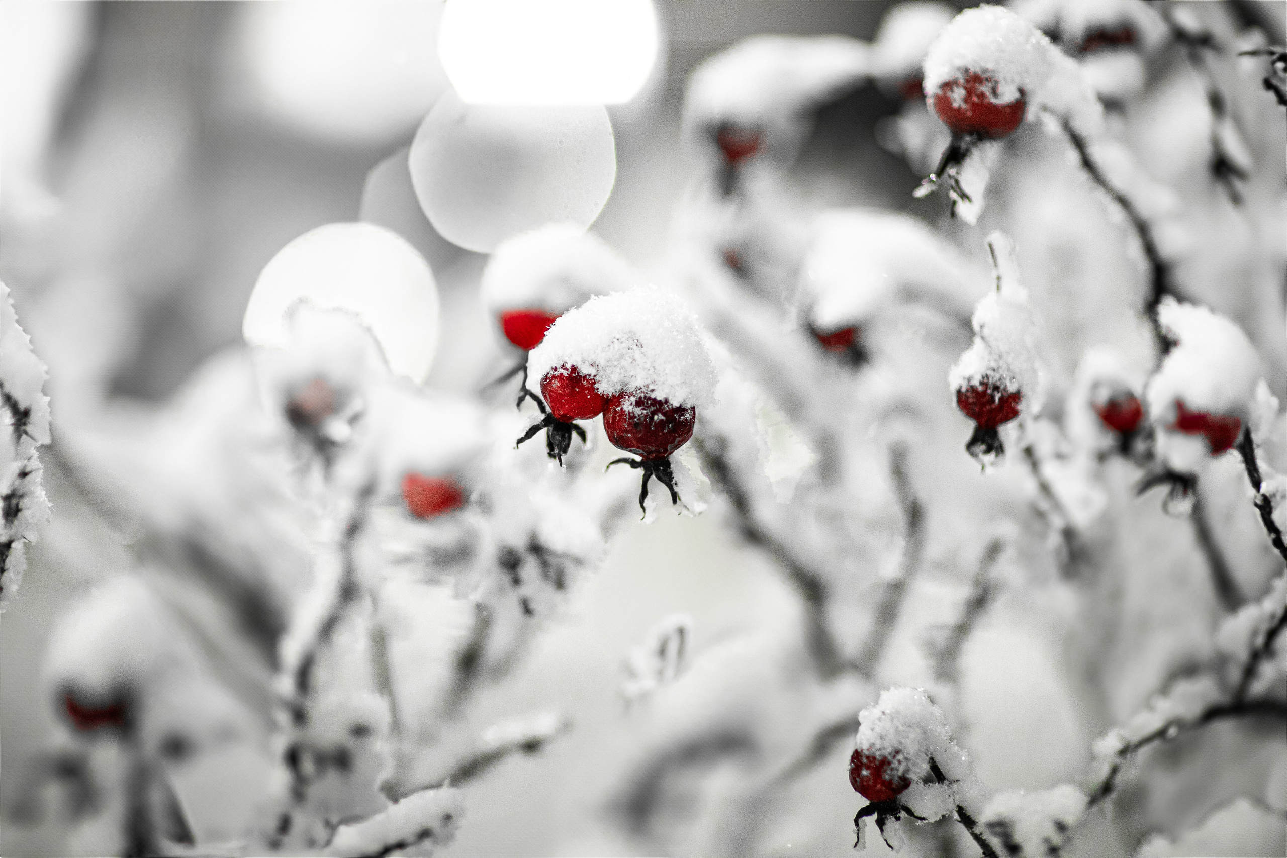 Времена года. Фотограф Елена Вишневская (Ушакова) Нефтеюганск, Сургут, Тюмень
