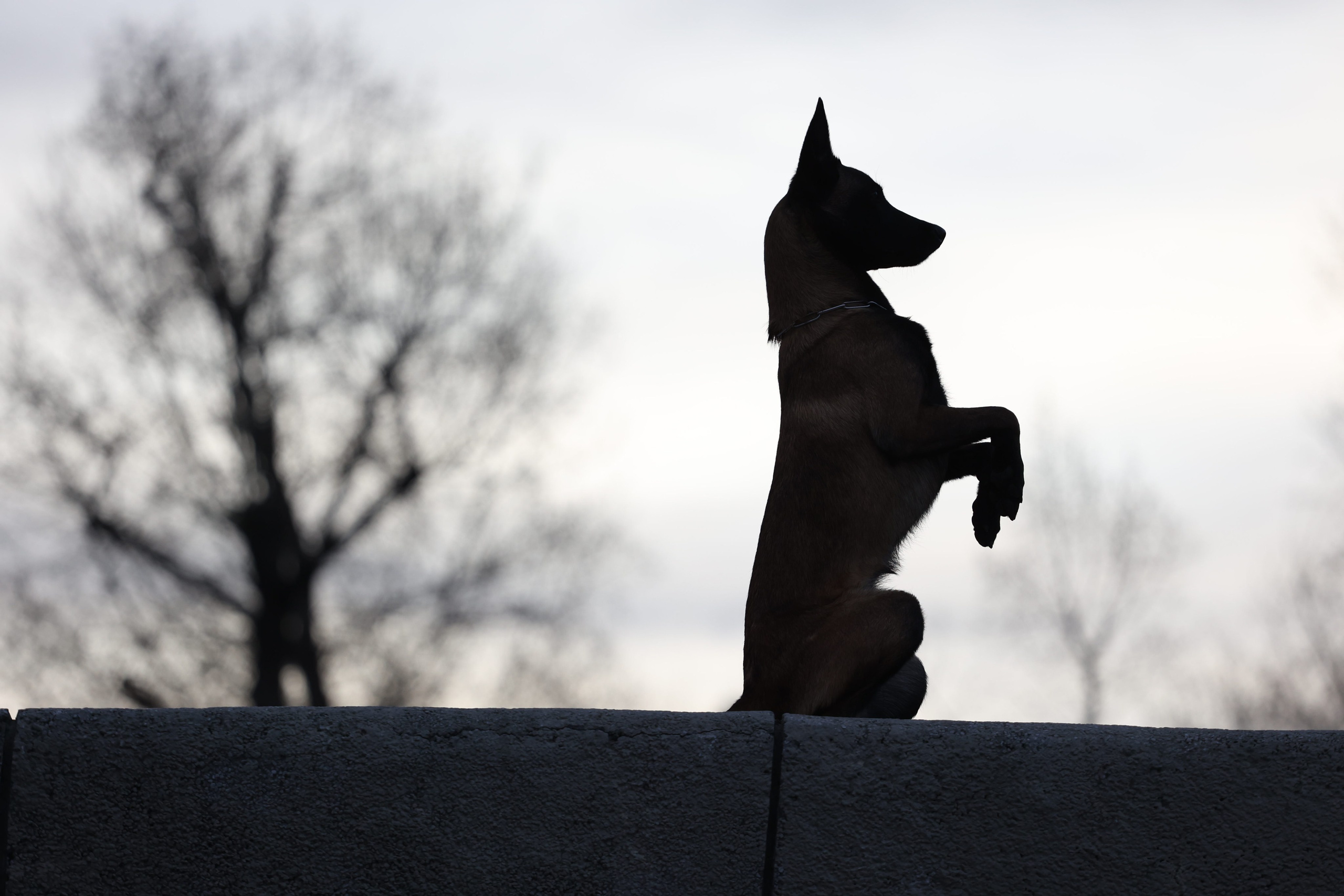 Фотограф-анималист|Иркутск