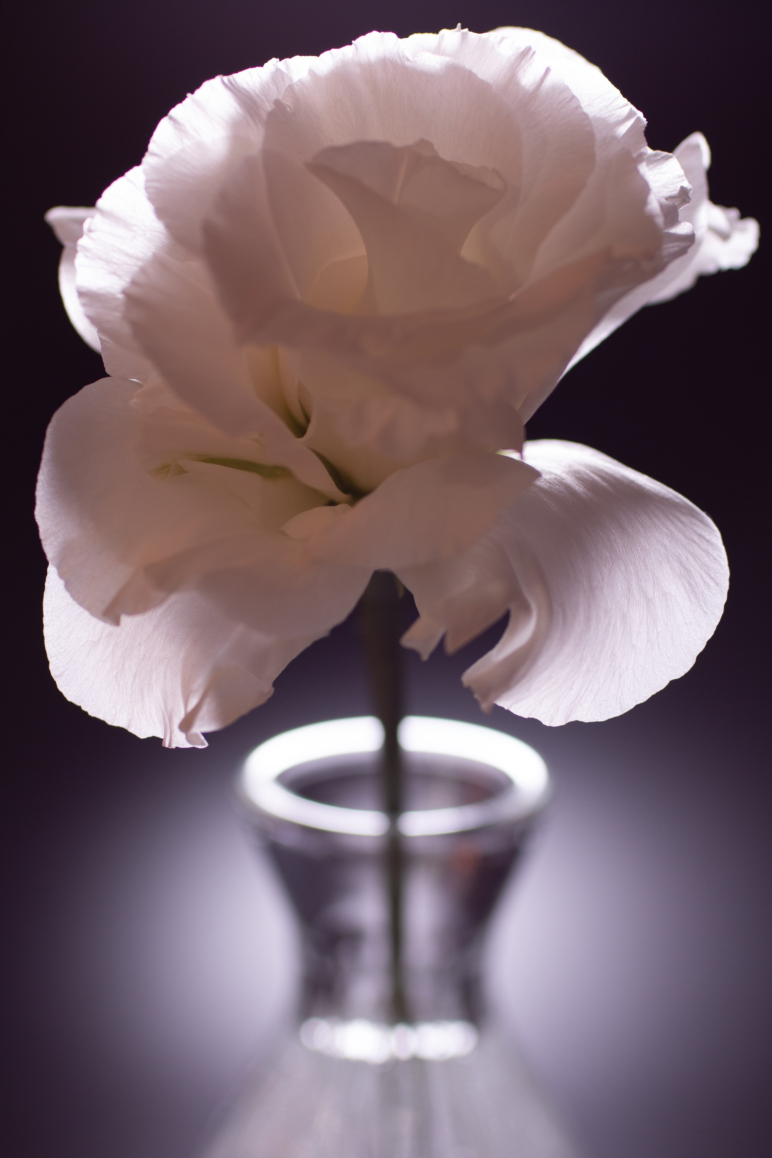 Макро. Фотографирую мир