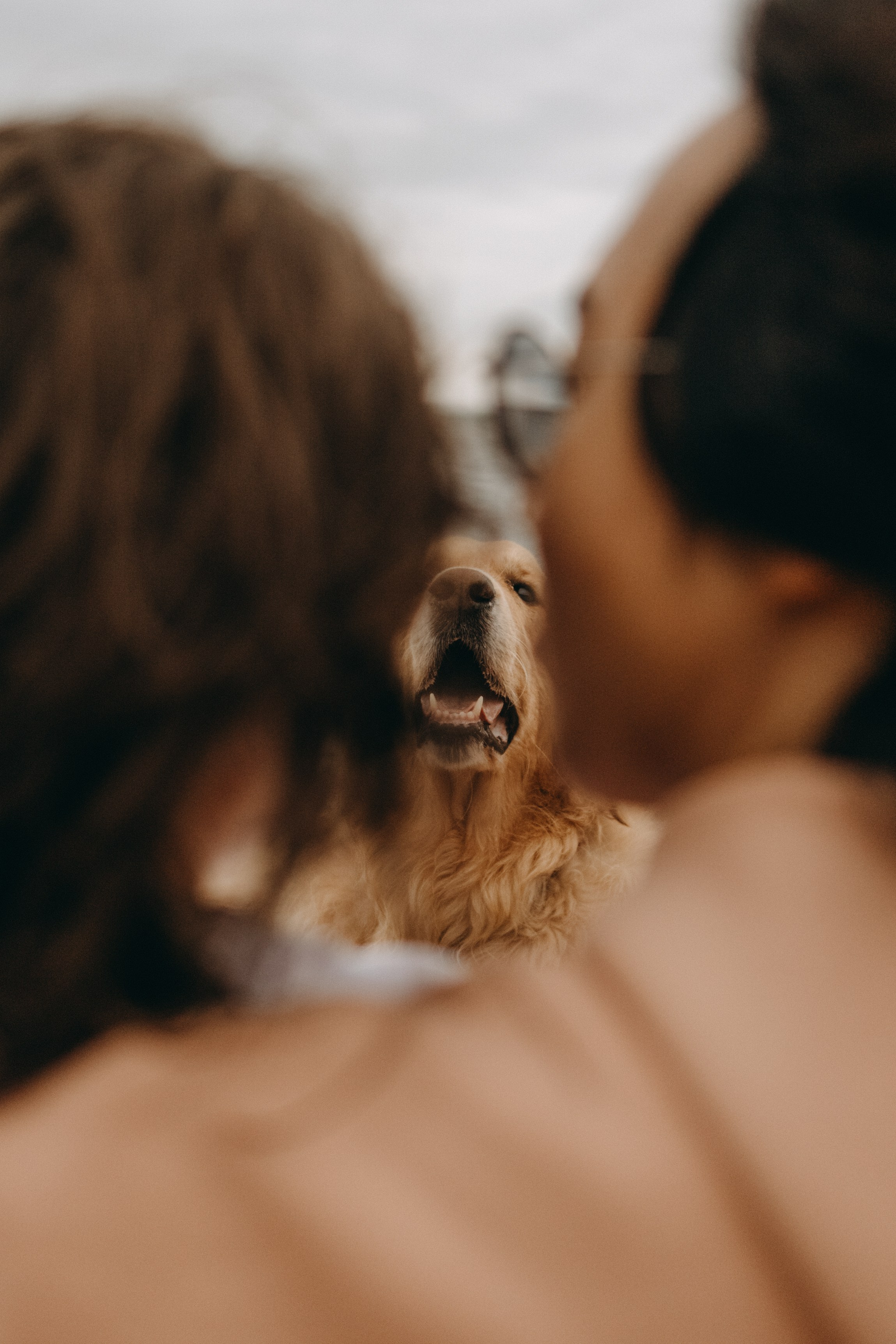 Фоси и его семьи. Фотограф — Анималист | Санкт-Петербург