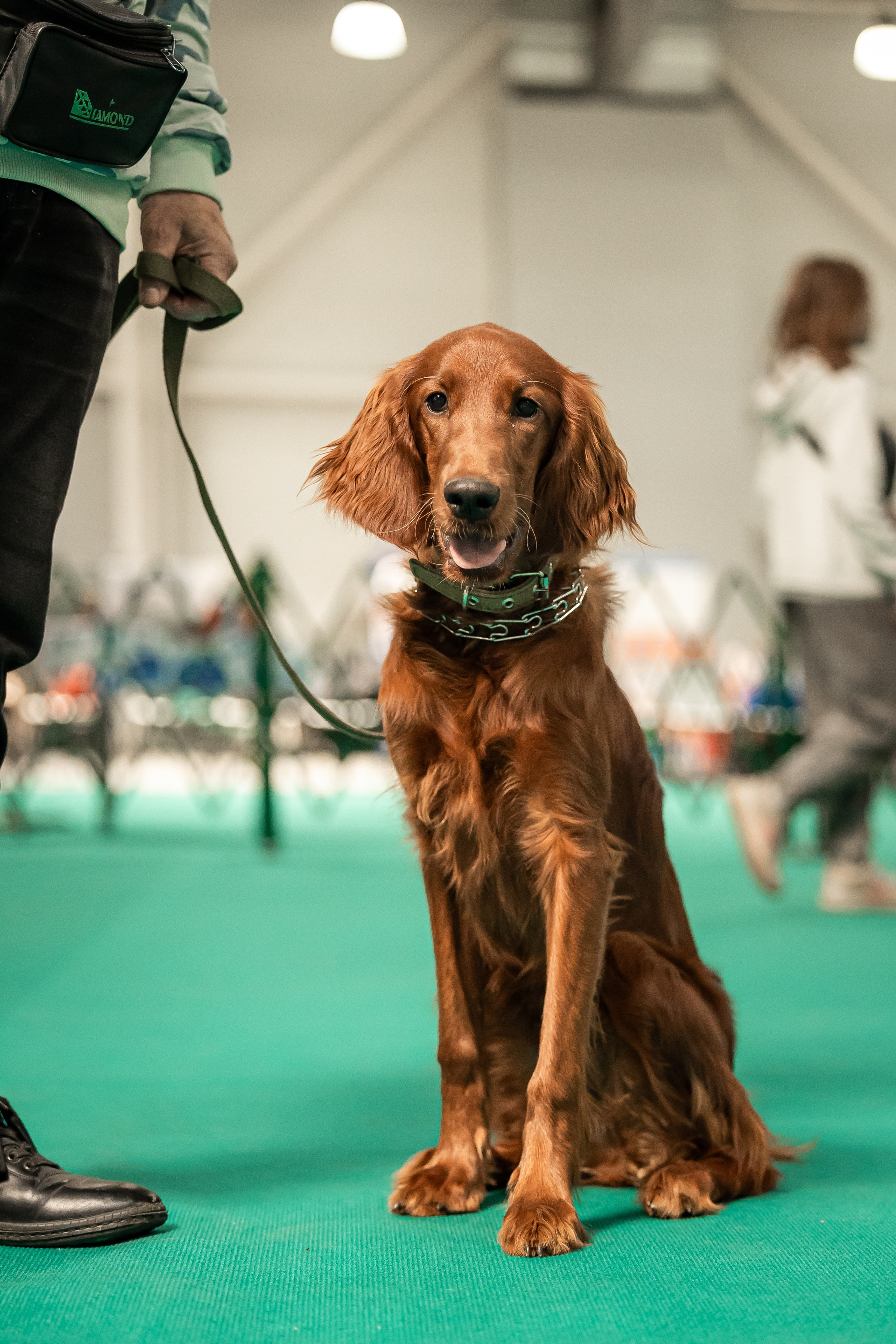 Выставка сеттеров 19.05.24