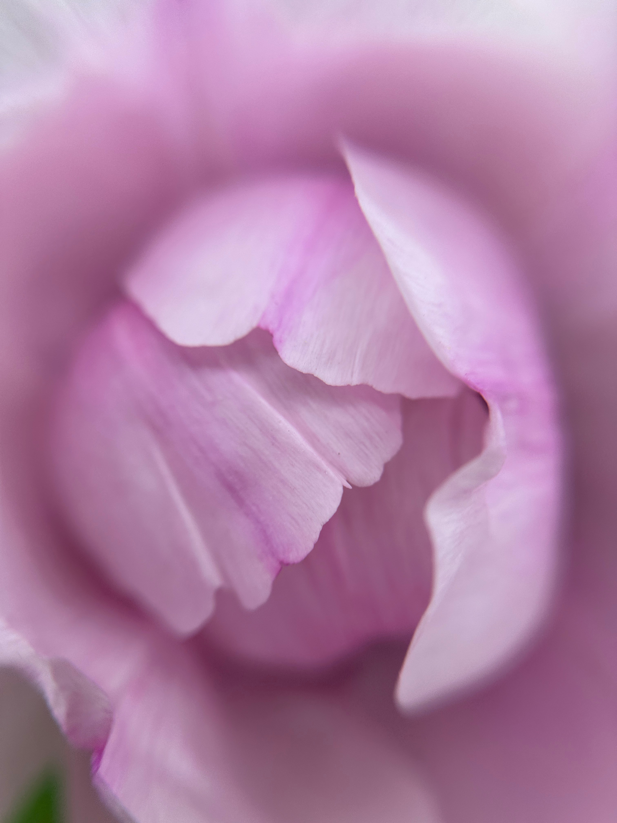 Макро любовь. Смотри, красота!