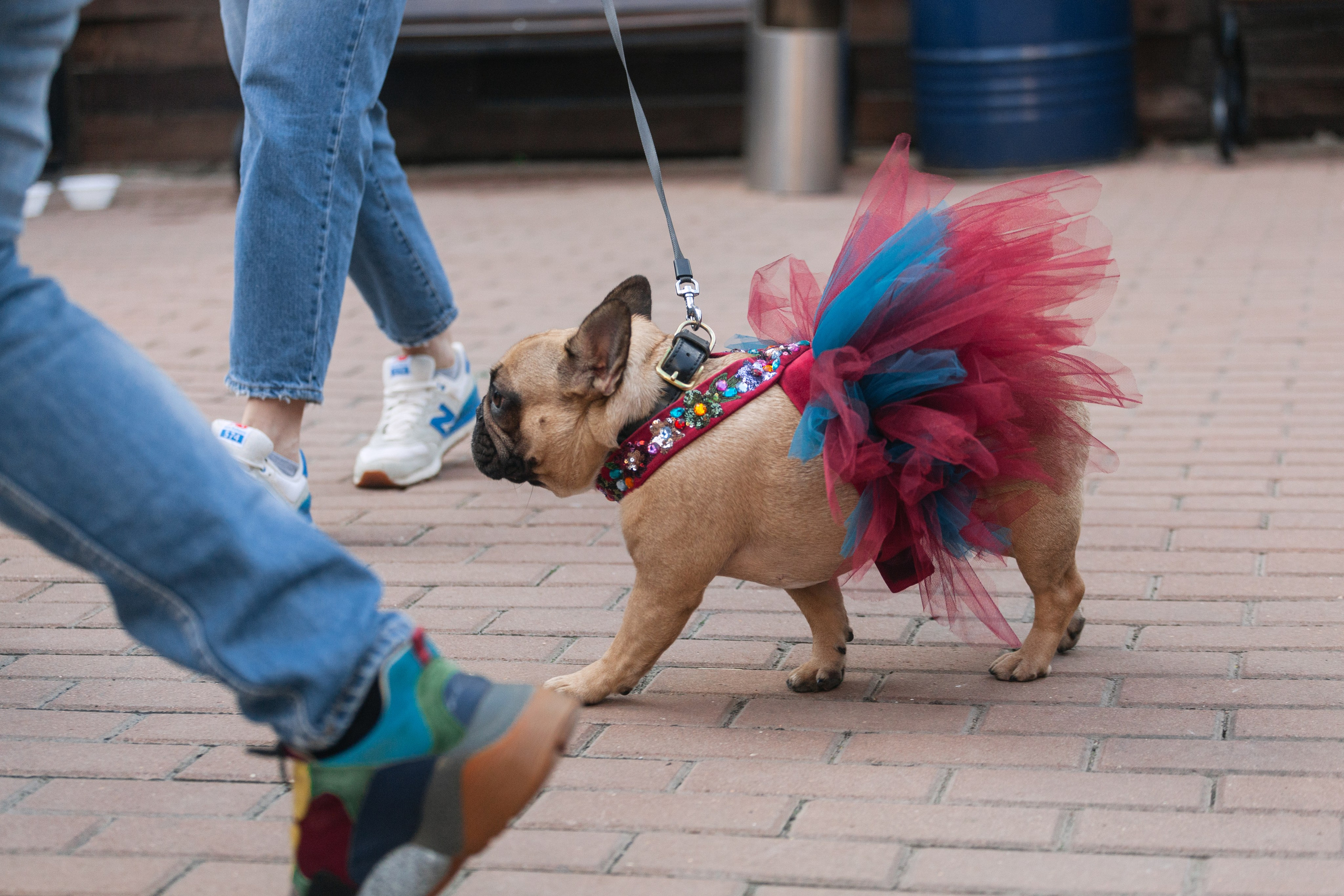 Бульбалл 23.04.2023. Фотограф-анималист Татьяна Степанова