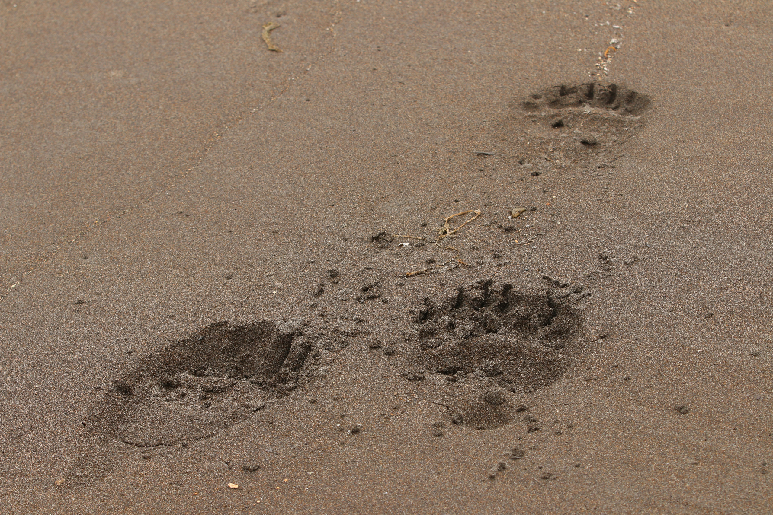 Если медведя не видно, это не значит что его нет))