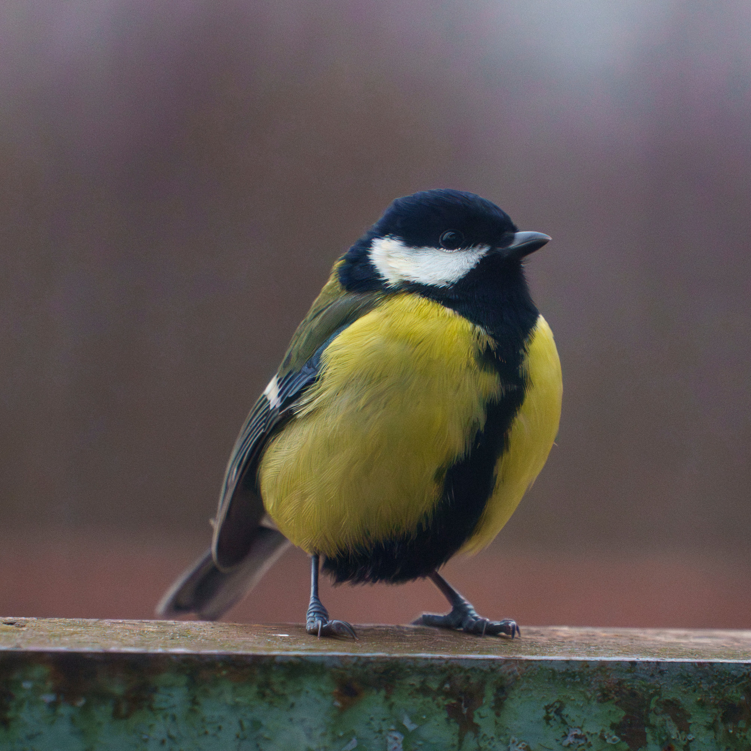 Animals — Животные