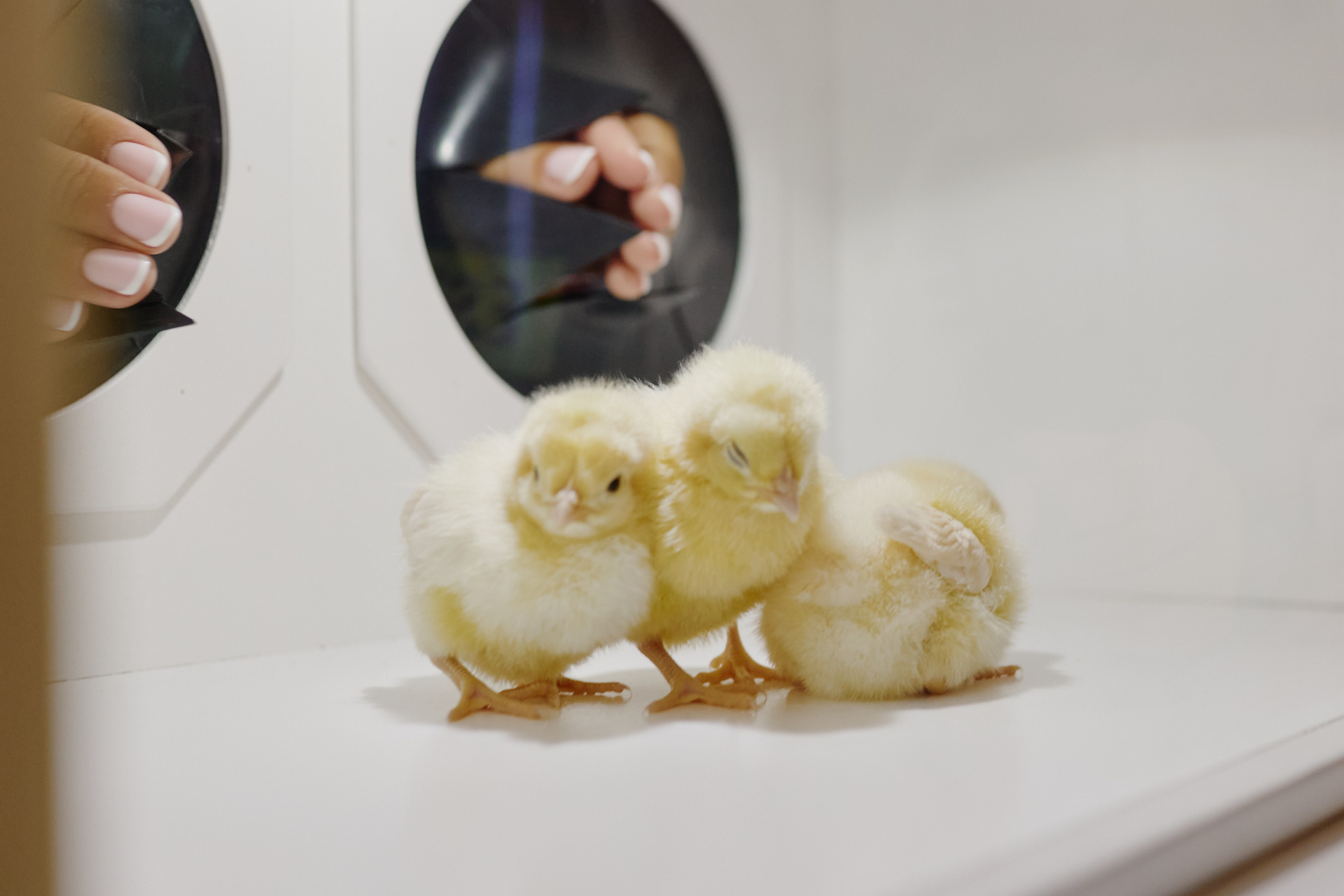 Вечериночка. Юрий Ахмедов