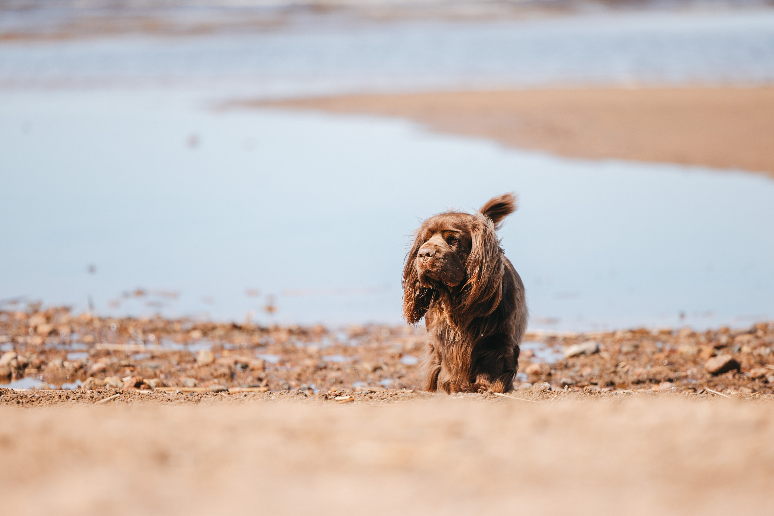 Спанимания. Фотограф анималист Осипчикова Мария