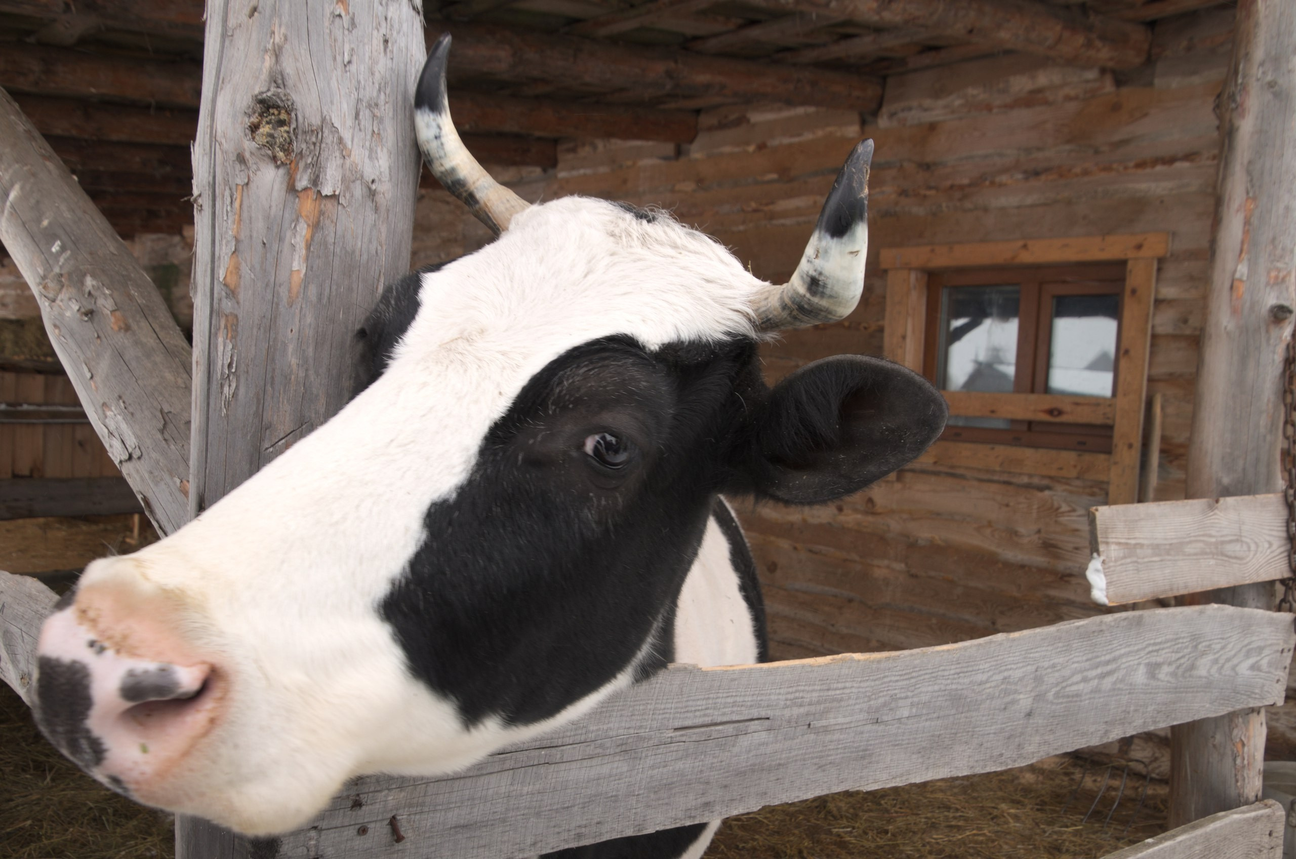 Владимир+Суздаль | 18-19.02.2017. Галерея Фантим