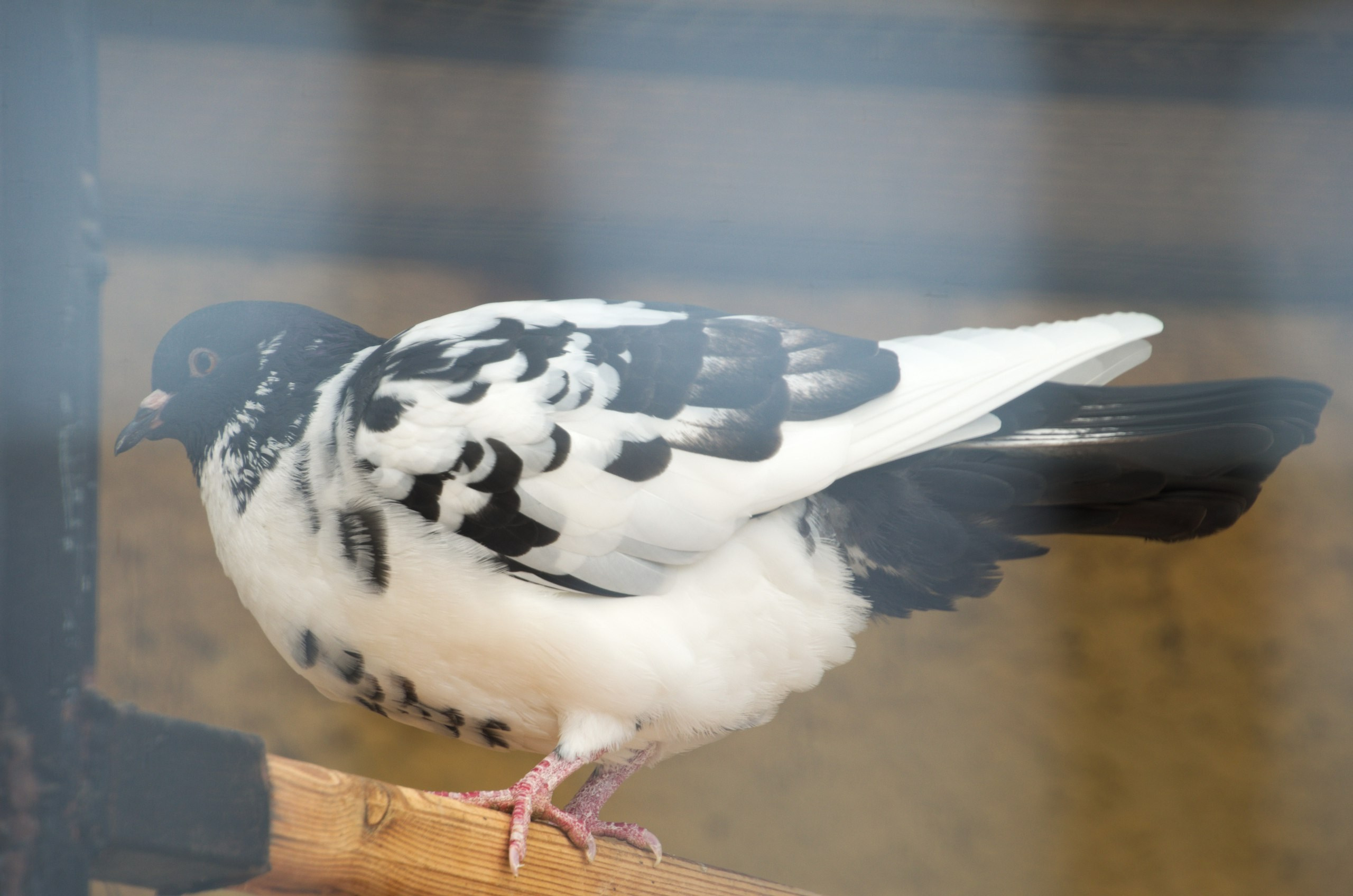 Боровск и парк птиц «Воробьи» | 17.09.2017. Галерея Фантим