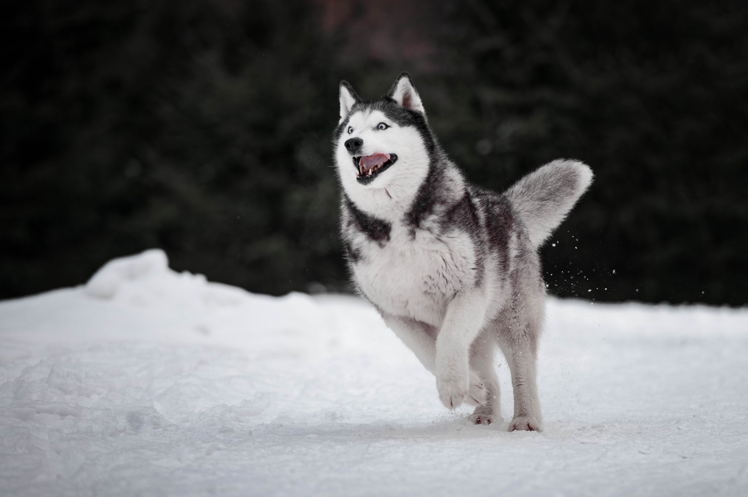 Шанель. Фотограф-анималист