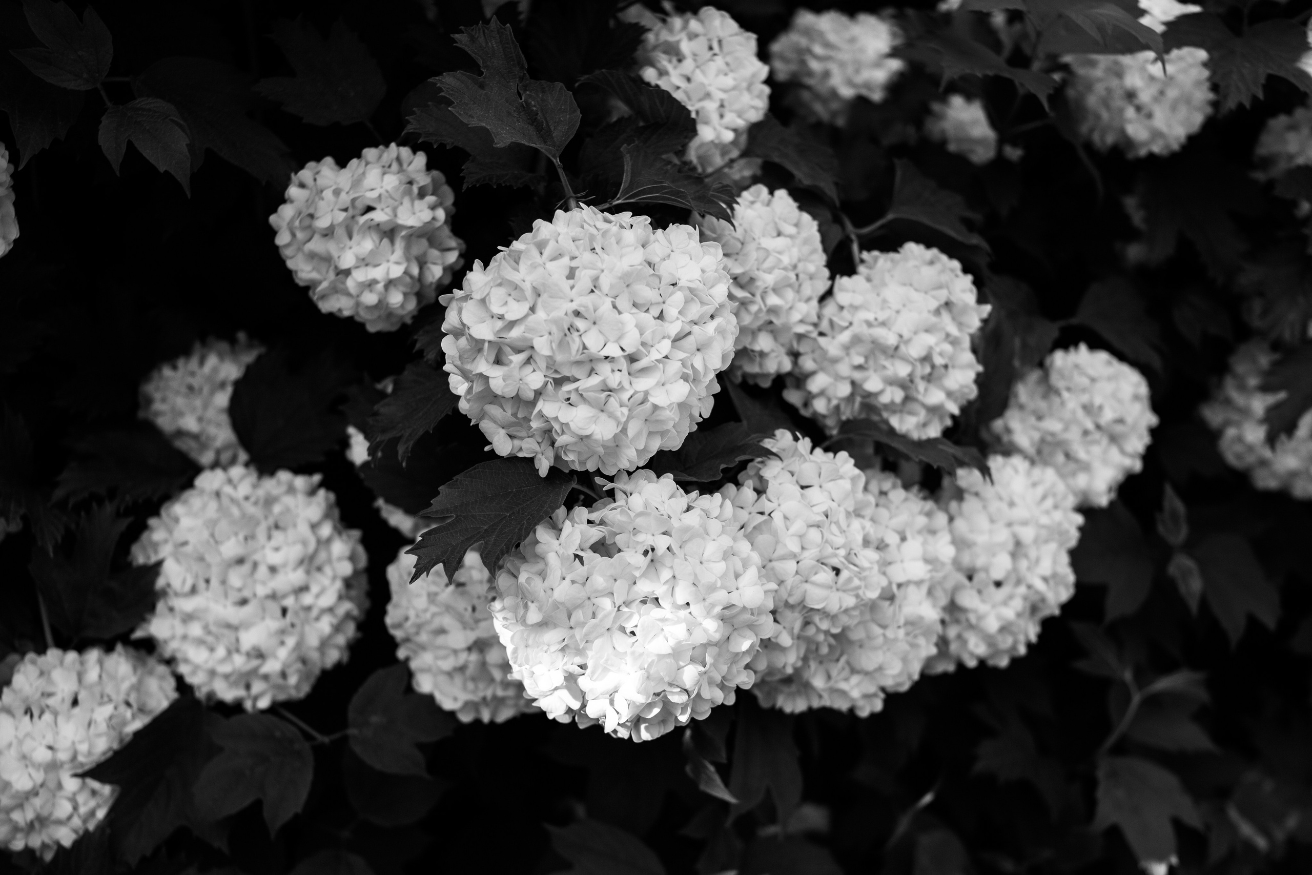 Летняя фотосессия в Польском саду в Санкт-Петербурге. Фотограф в Санкт-Петербурге, Анна Скворцова