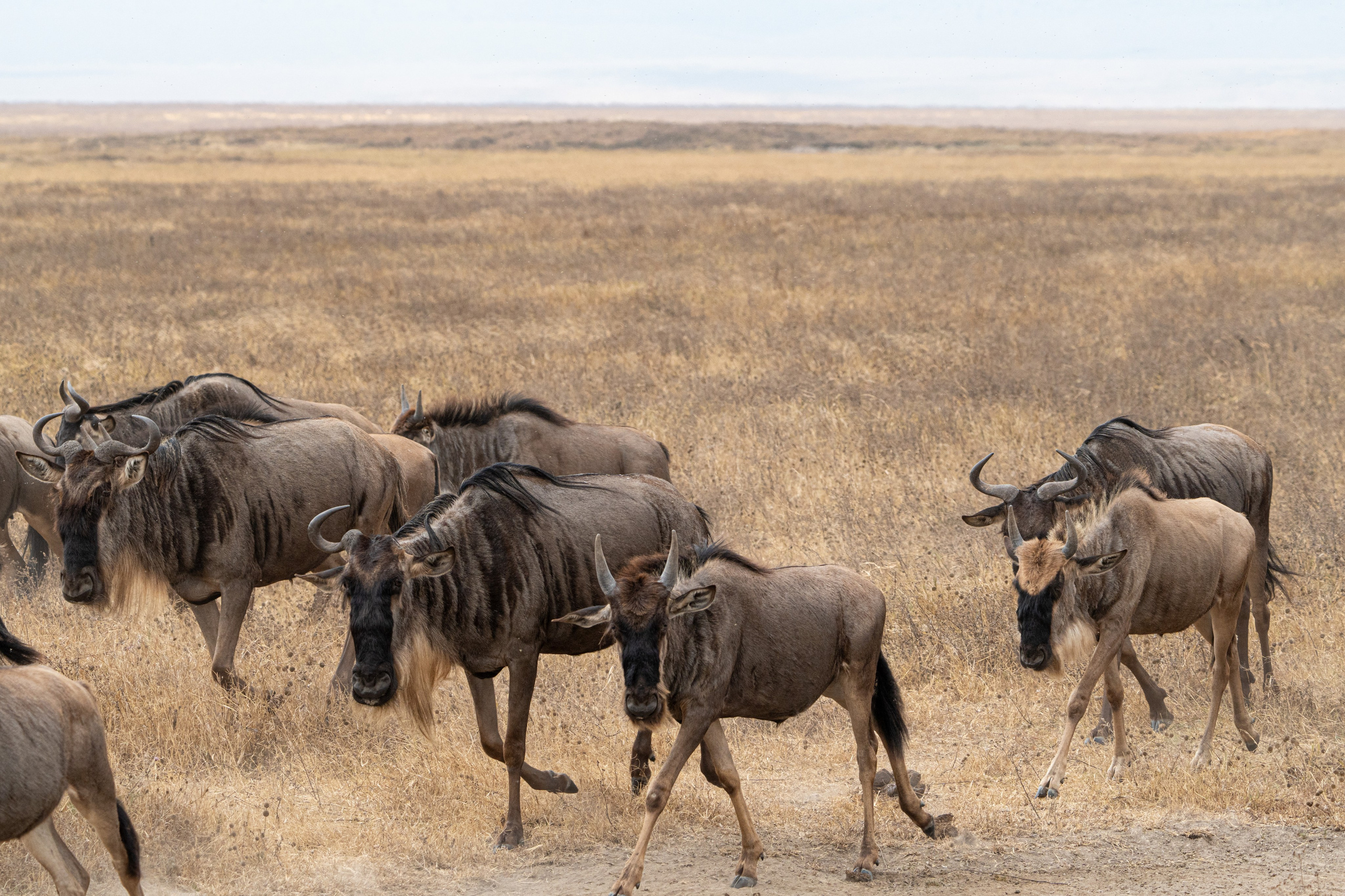 Танзания, сафари, 2025. Творческие сьемки